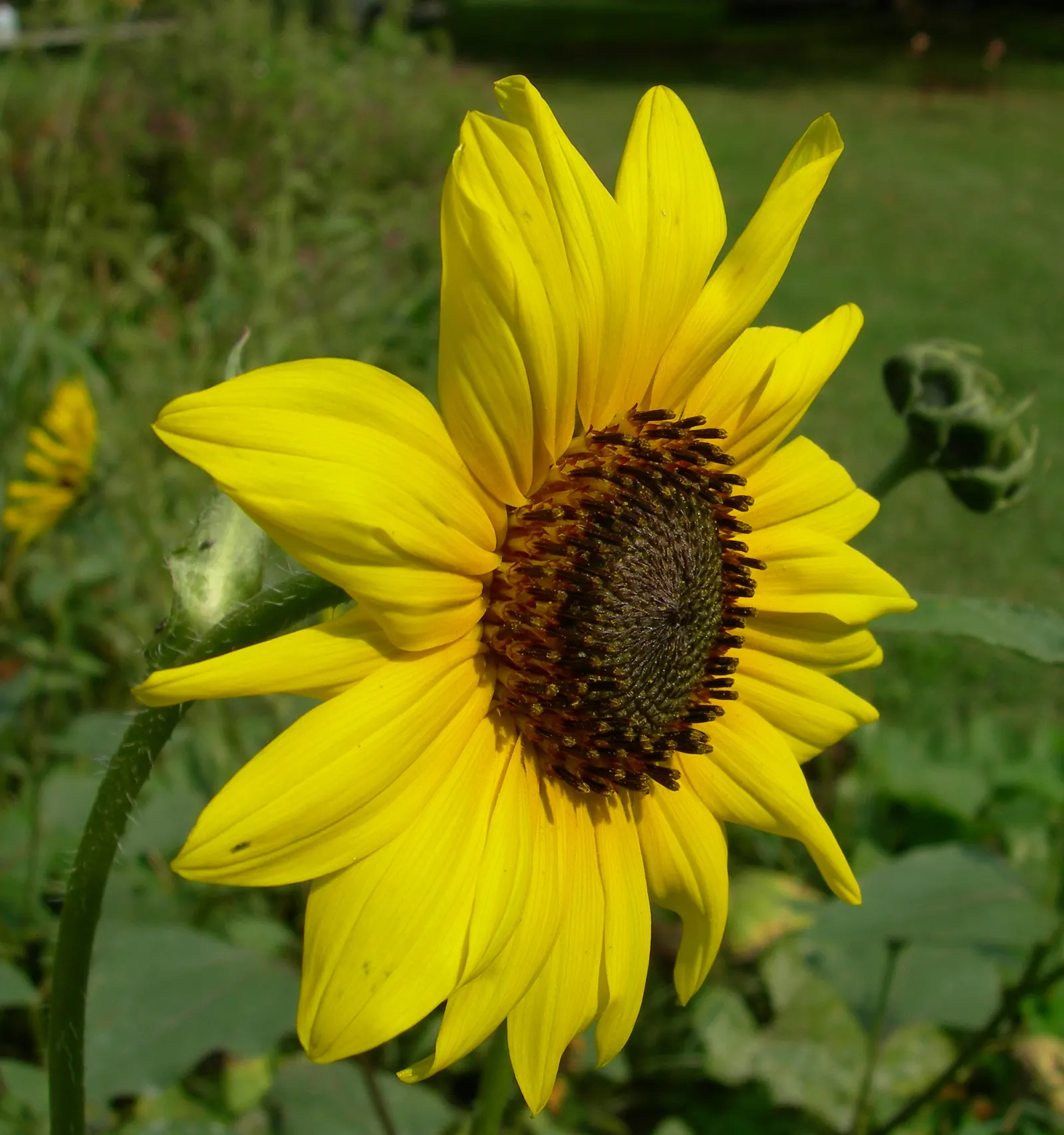 Common Sunflower (Helianthus Annuus) — multi-colored and yellow flowers in the garden