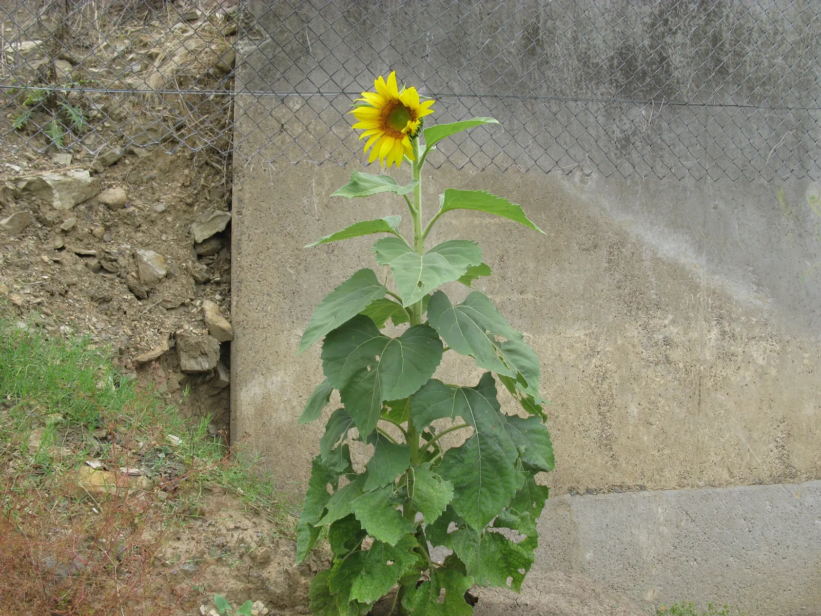 Common Sunflower (Helianthus Annuus) — For the landscape architect; note that mature plants can reach a towering height of 6 to 10 feet with a spread of 1.5 to