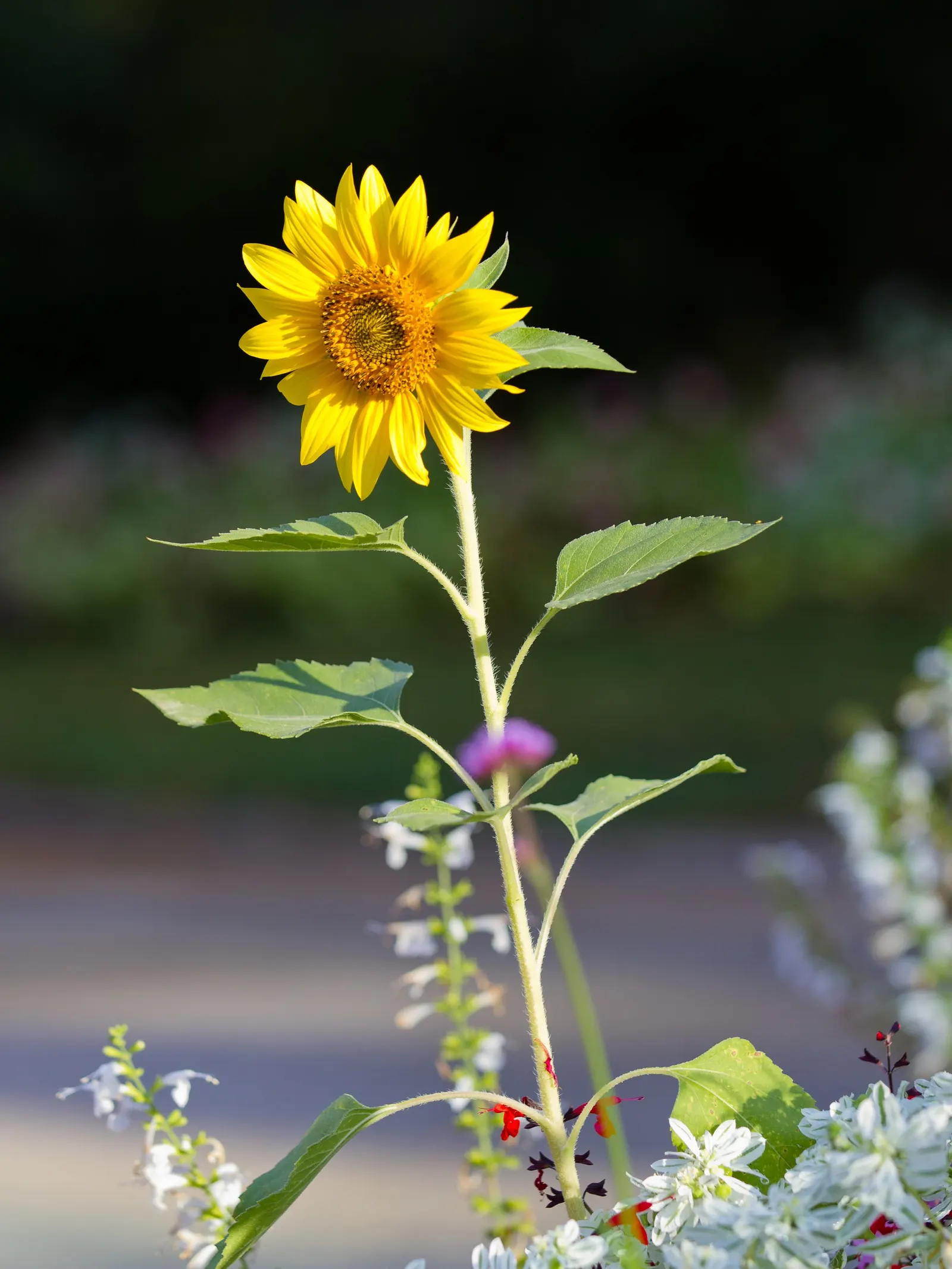 Common Sunflower (Helianthus Annuus) — the sunflower is not only aesthetically pleasing but also highly adaptable; vibrant yellow blooms reaching, image 60