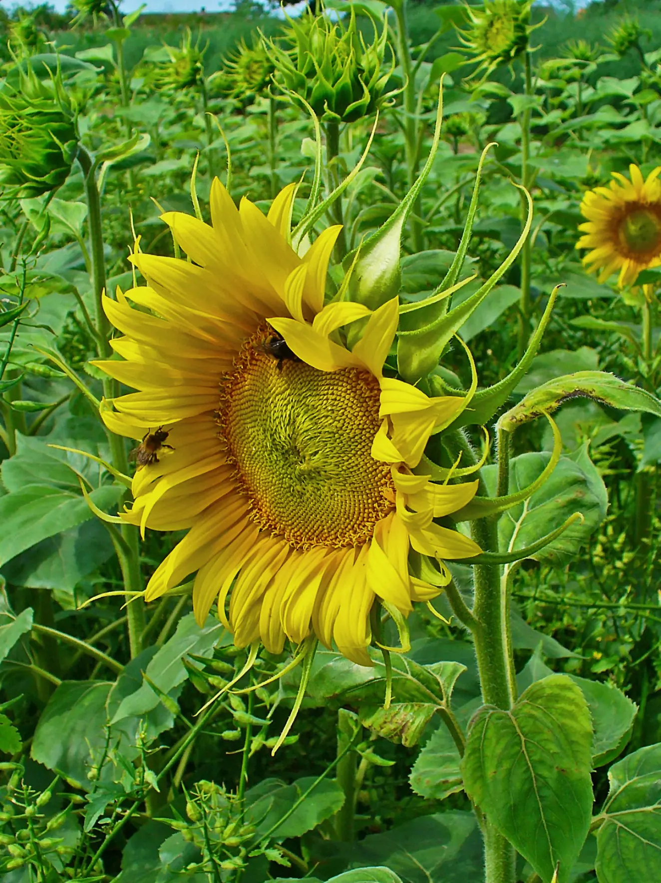 Common Sunflower (Helianthus Annuus) — the Common Sunflower is a boon for wildlife; its nectar attracts pollinators; is an iconic and vibrant, image 98