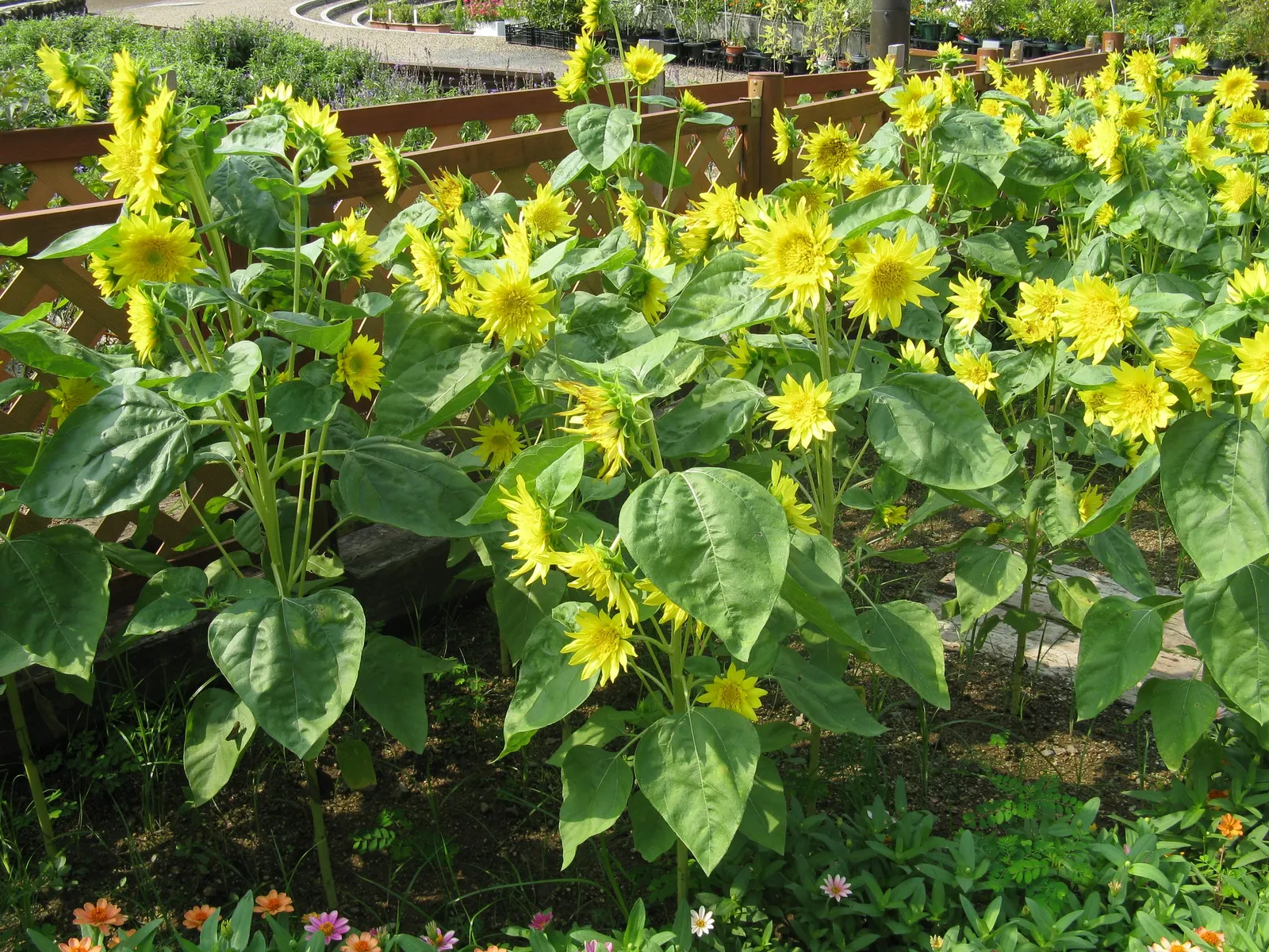 Common Sunflower (Helianthus Annuus) — ever-changing element within the garden space.<br><br>Further; annual for full