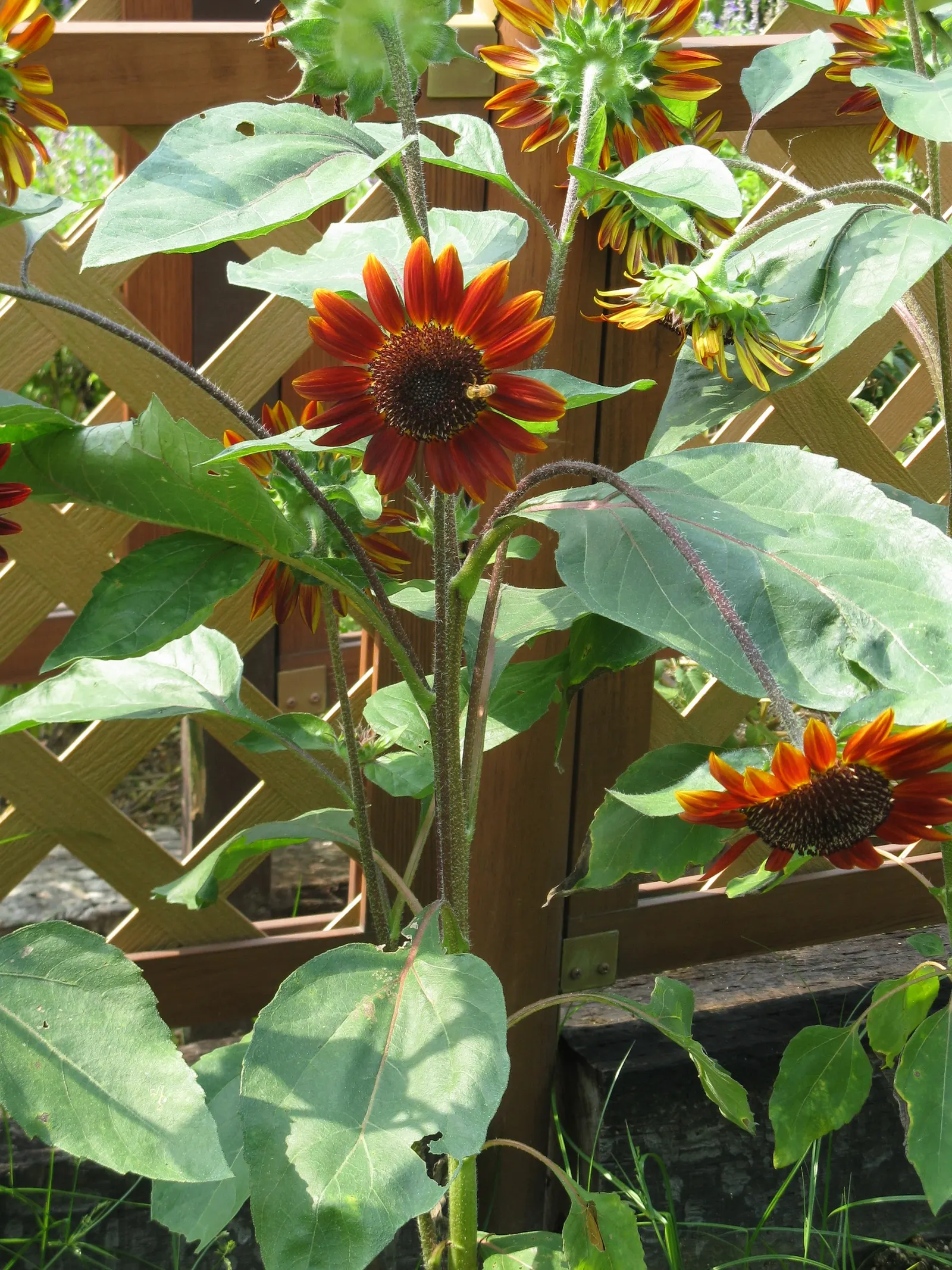 Common Sunflower (Helianthus Annuus) — making them an excellent choice for an easy; this annual towers at 6 to 10 feet tall, preferring full sun, image 75