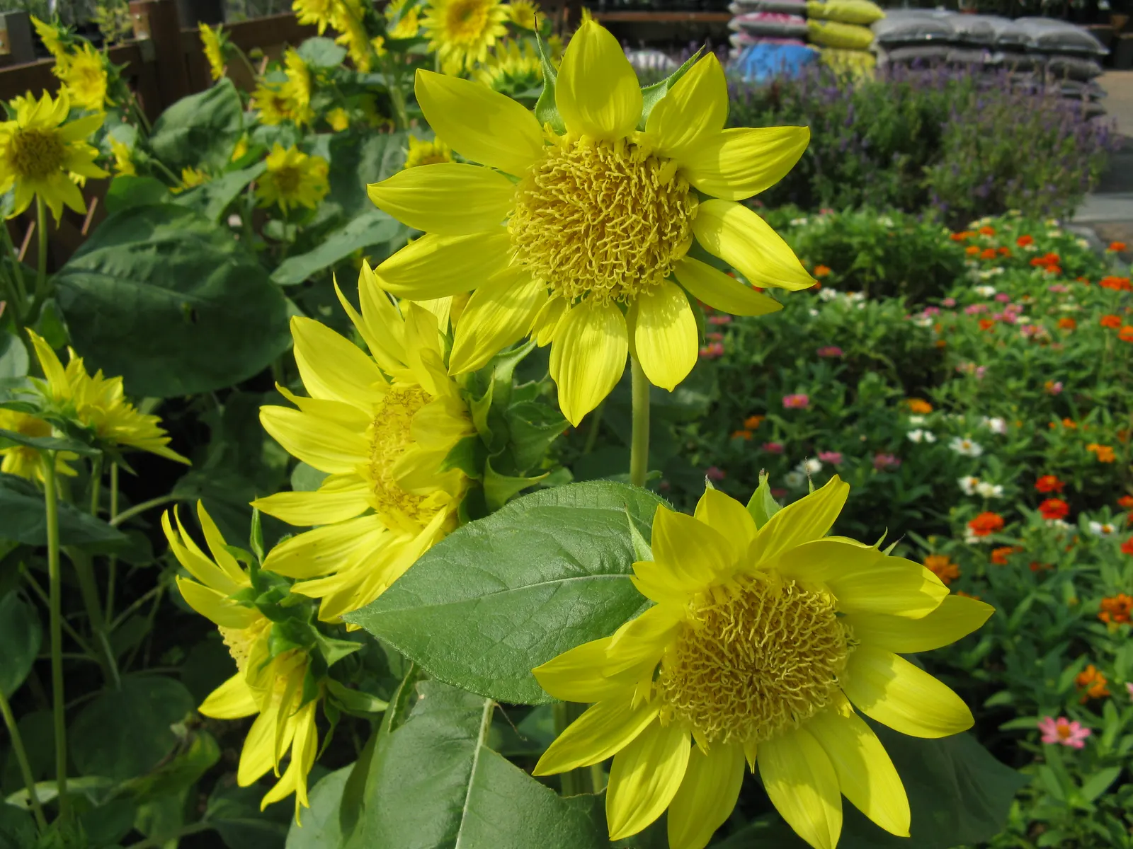 Common Sunflower (Helianthus Annuus) — multi-colored and yellow flowers in the garden; able to thrive in a range of soil types