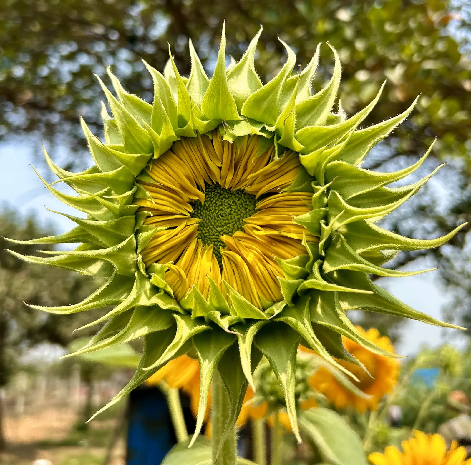 Common Sunflower (Helianthus Annuus) — necessitating ample space for optimal growth and visual impact; provided they are well-drained, image 91
