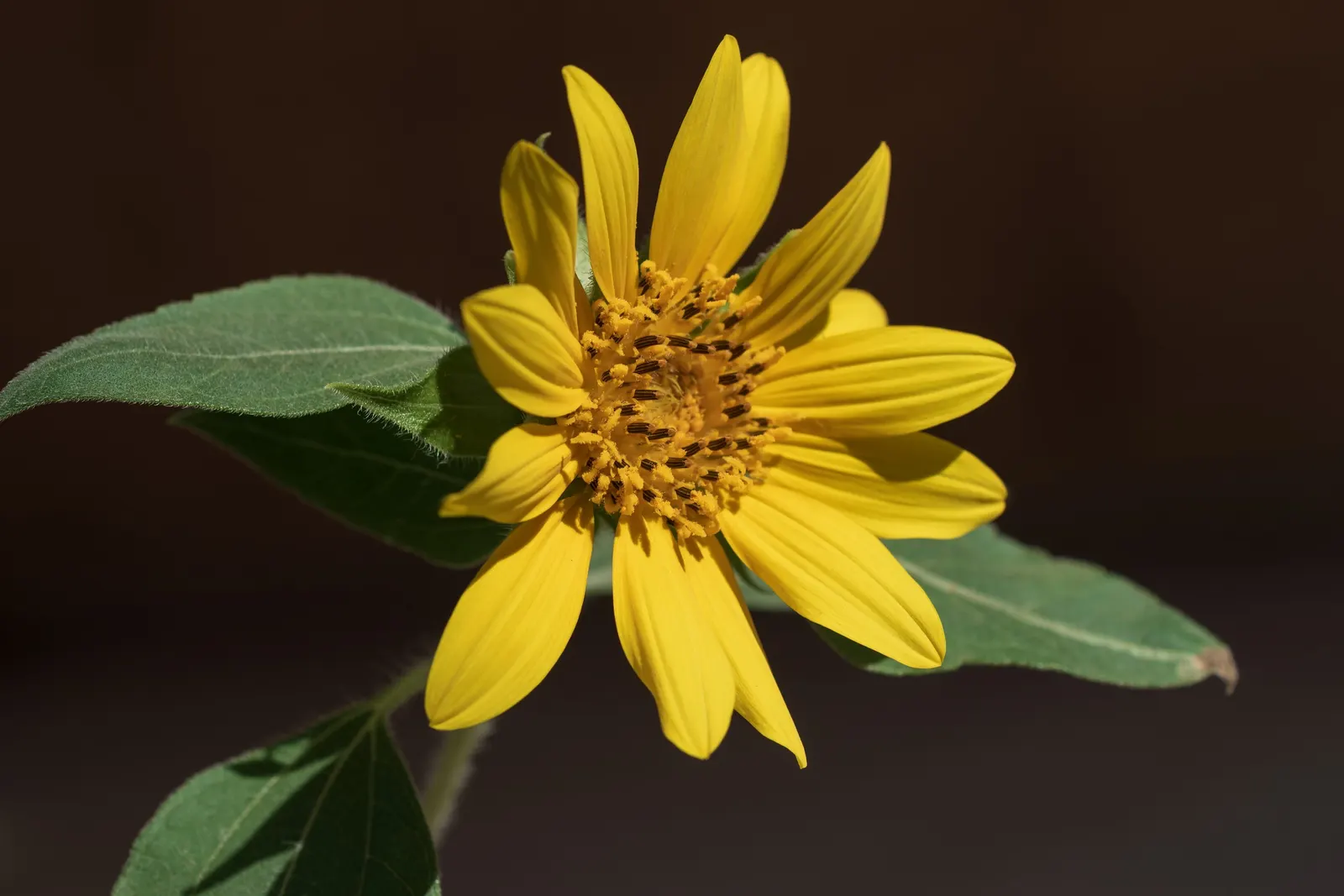 Common Sunflower (Helianthus Annuus) — annual with multi-colored and yellow blooms; which maximizes photosynthesis, image 77
