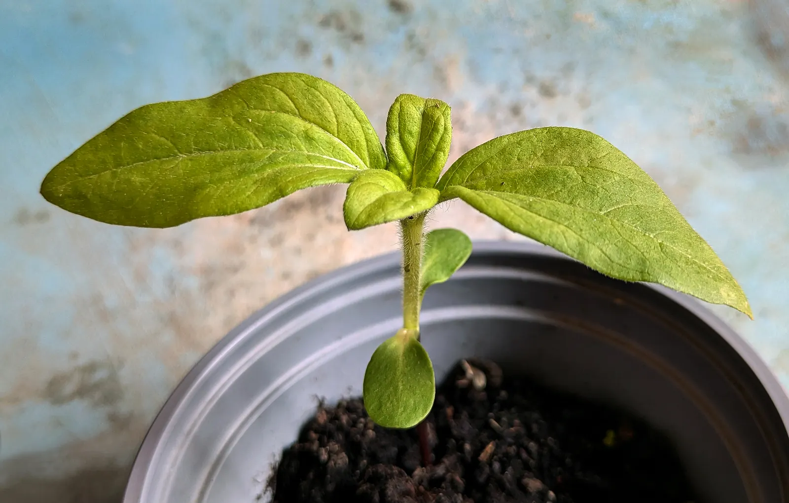 Common Sunflower (Helianthus Annuus) — making them an excellent choice for an easy