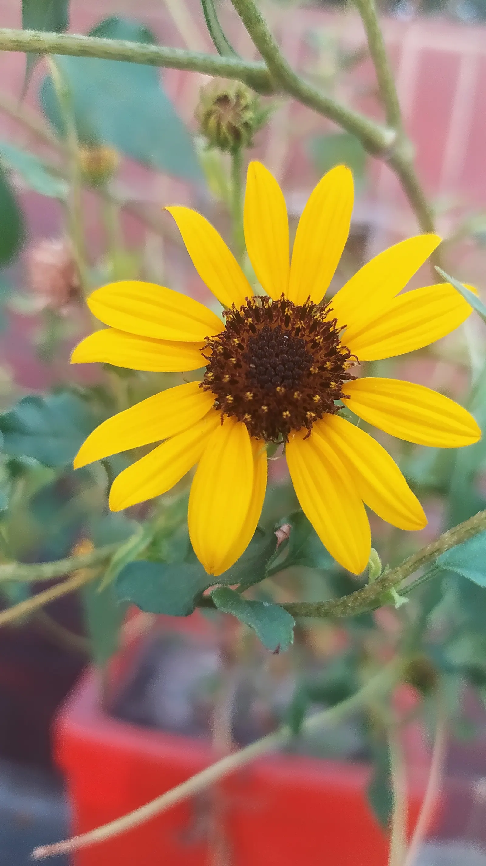 Common Sunflower (Helianthus Annuus) — which maximizes photosynthesis; space them 18 to 36 inches apart to accommodate their growth and ensure, image 94