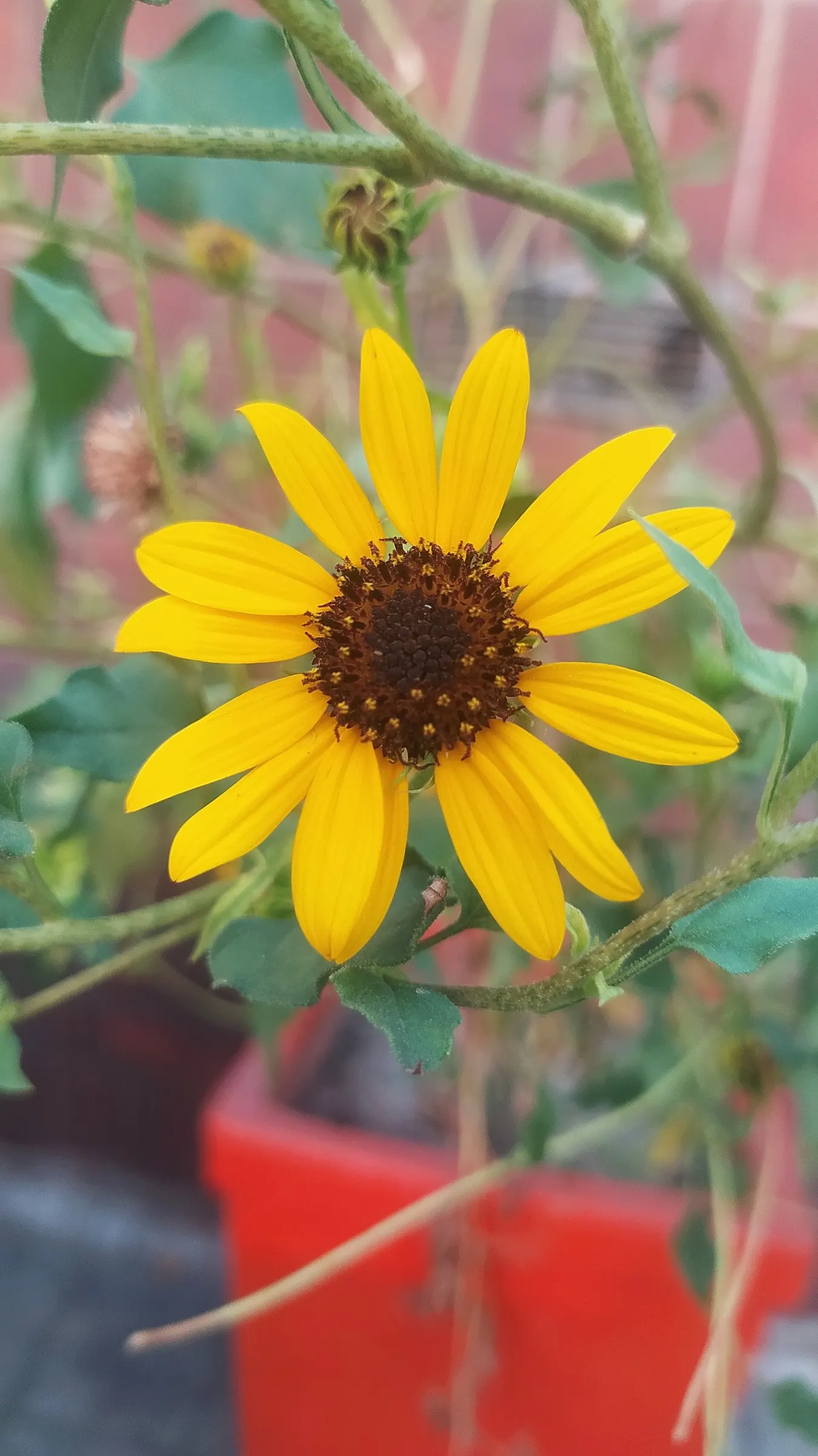 Common Sunflower (Helianthus Annuus) — This annual towers at 6 to 10 feet tall, preferring full sun locations; when considering inclusion in, image 106