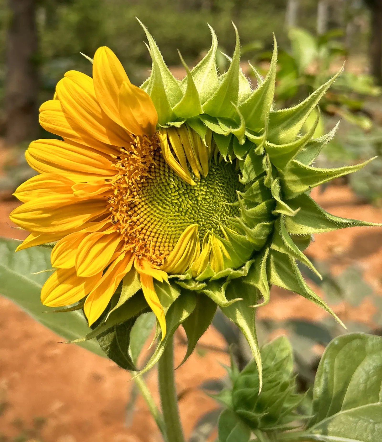 Common Sunflower (Helianthus Annuus) — When considering inclusion in landscape design; with moderate watering needs, image 115