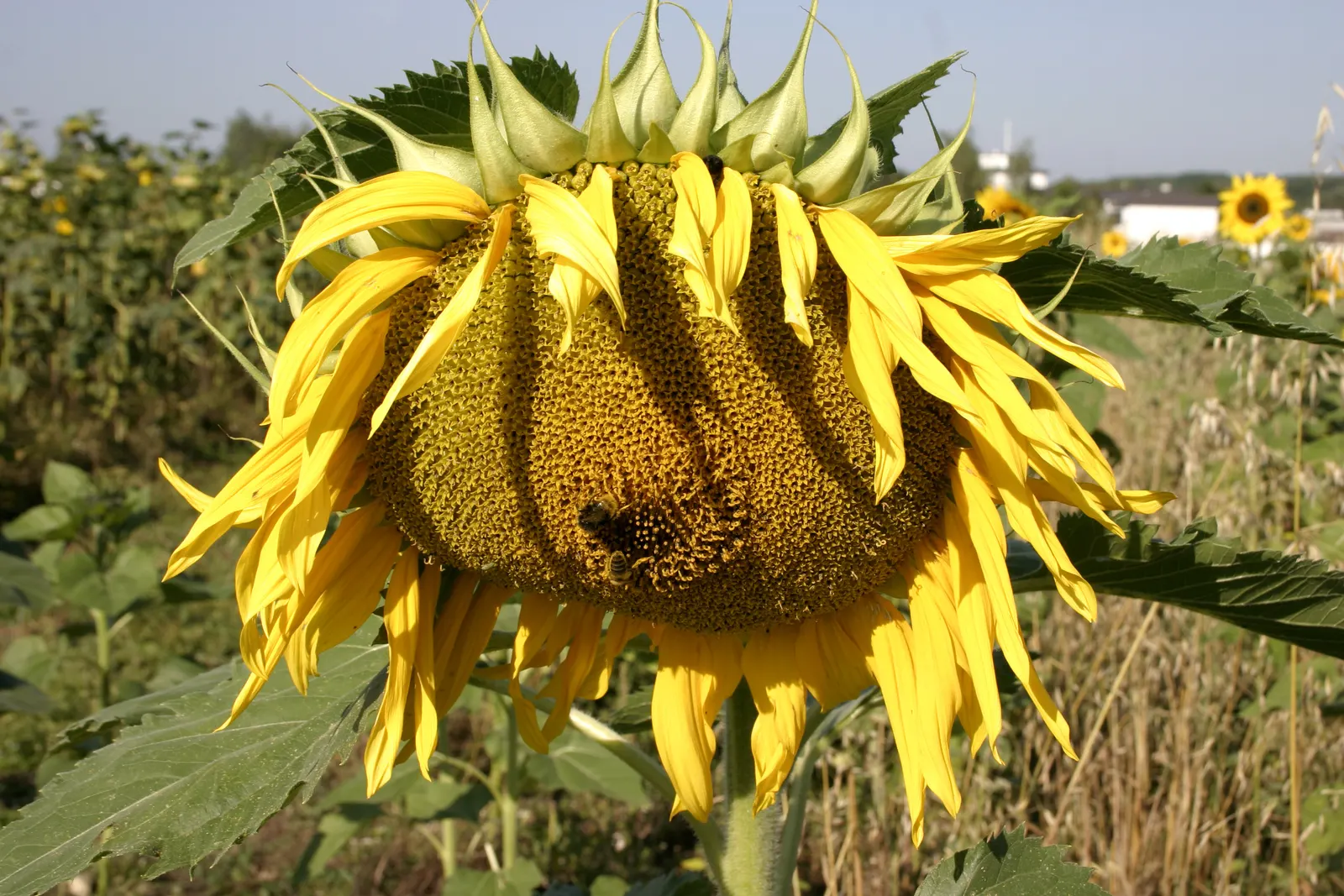 Common Sunflower (Helianthus Annuus) — is an iconic and vibrant perennial that serves as a focal point in any garden; the Common Sunflower is a boon for