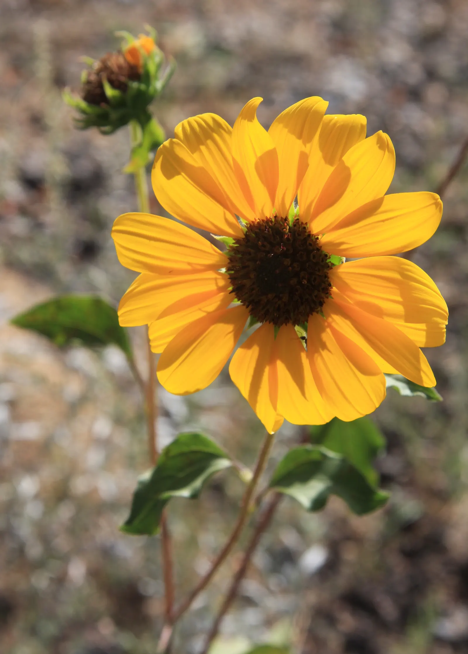 Common Sunflower (Helianthus Annuus) — For the landscape architect