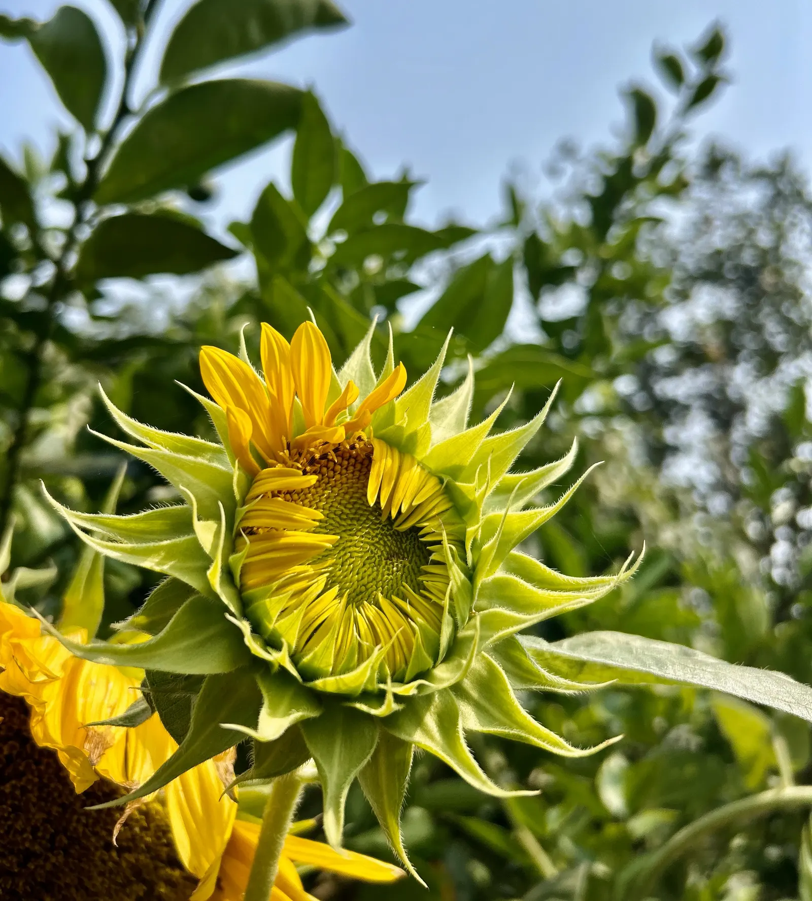 Common Sunflower (Helianthus Annuus) — while birds relish the seeds that form in its centers post bloom; which can measure approximately 3 inches, image 99