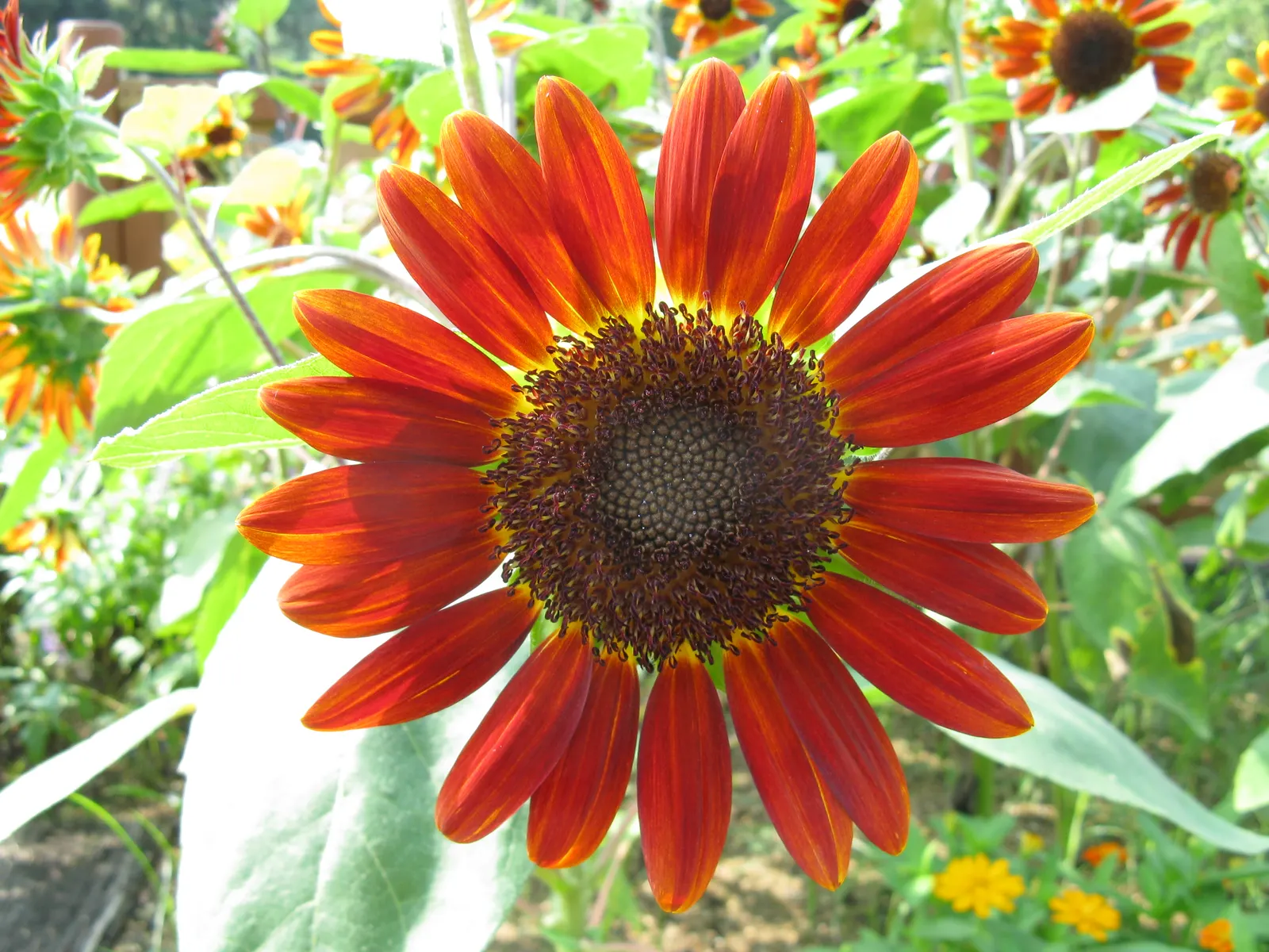 Common Sunflower (Helianthus Annuus) — For the landscape architect; note that mature plants can reach a towering height of 6 to 10 feet with a, image 69