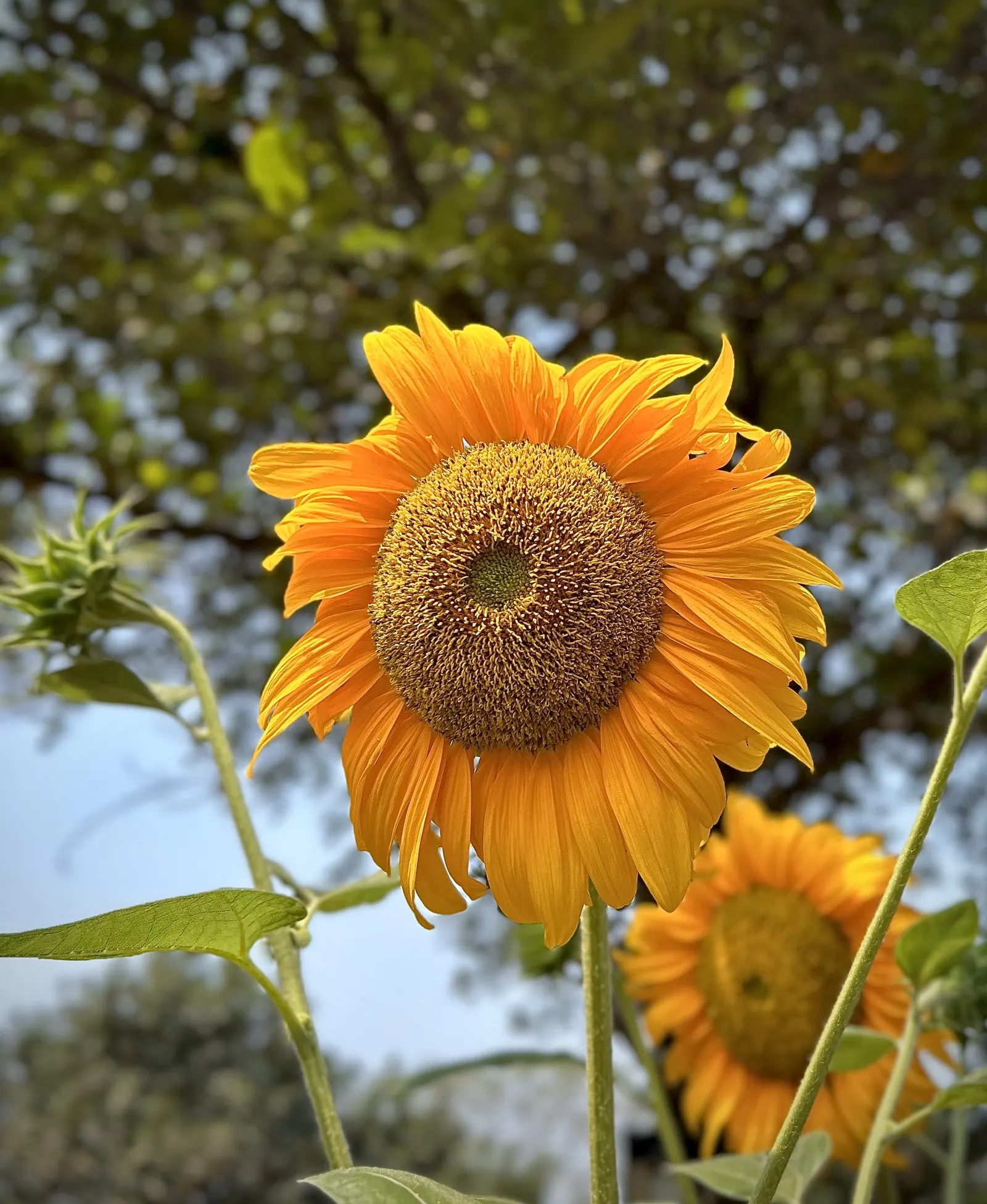 Common Sunflower (Helianthus Annuus) — with moderate watering needs