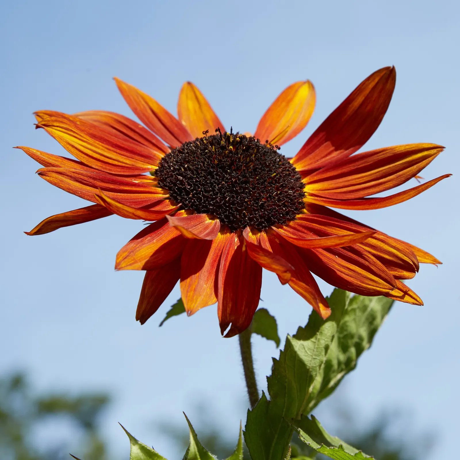 Common Sunflower (Helianthus Annuus) — with moderate watering needs; while birds relish the seeds that form in its centers post bloom, image 126