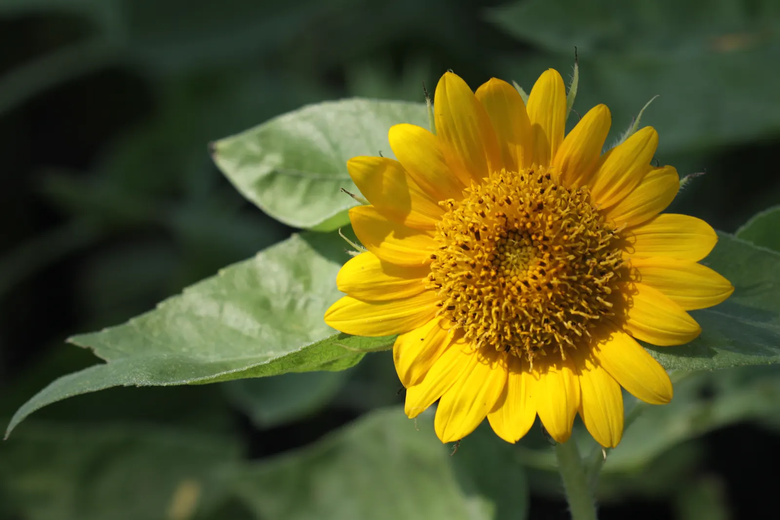 Common Sunflower (Helianthus Annuus) — able to thrive in a range of soil types