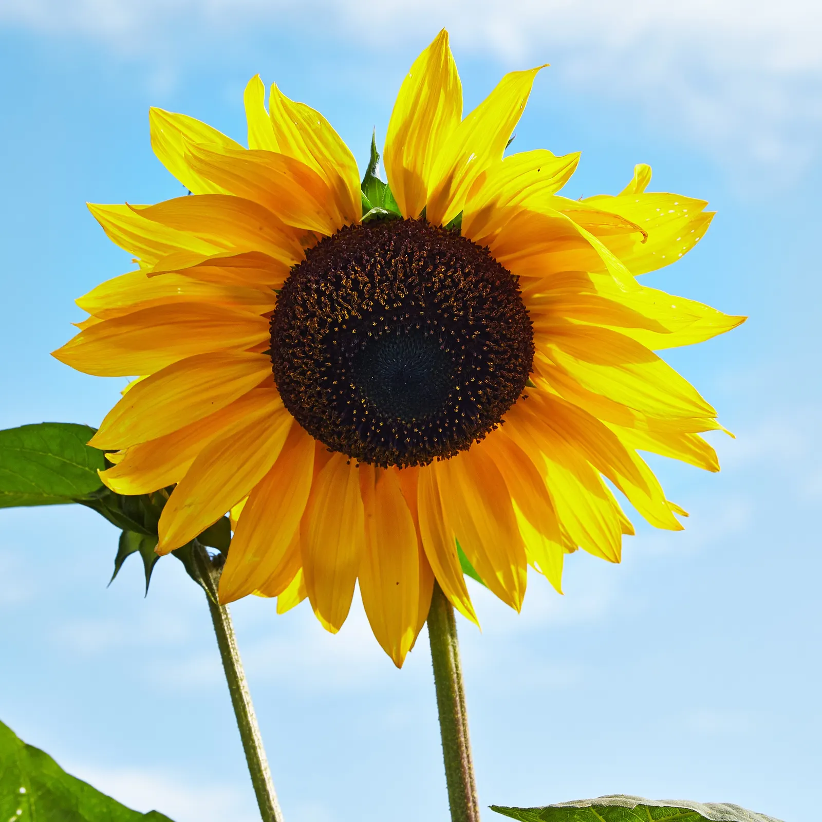 Common Sunflower (Helianthus Annuus) — the sunflower is not only aesthetically pleasing but also highly adaptable; vibrant yellow blooms reaching diameters of