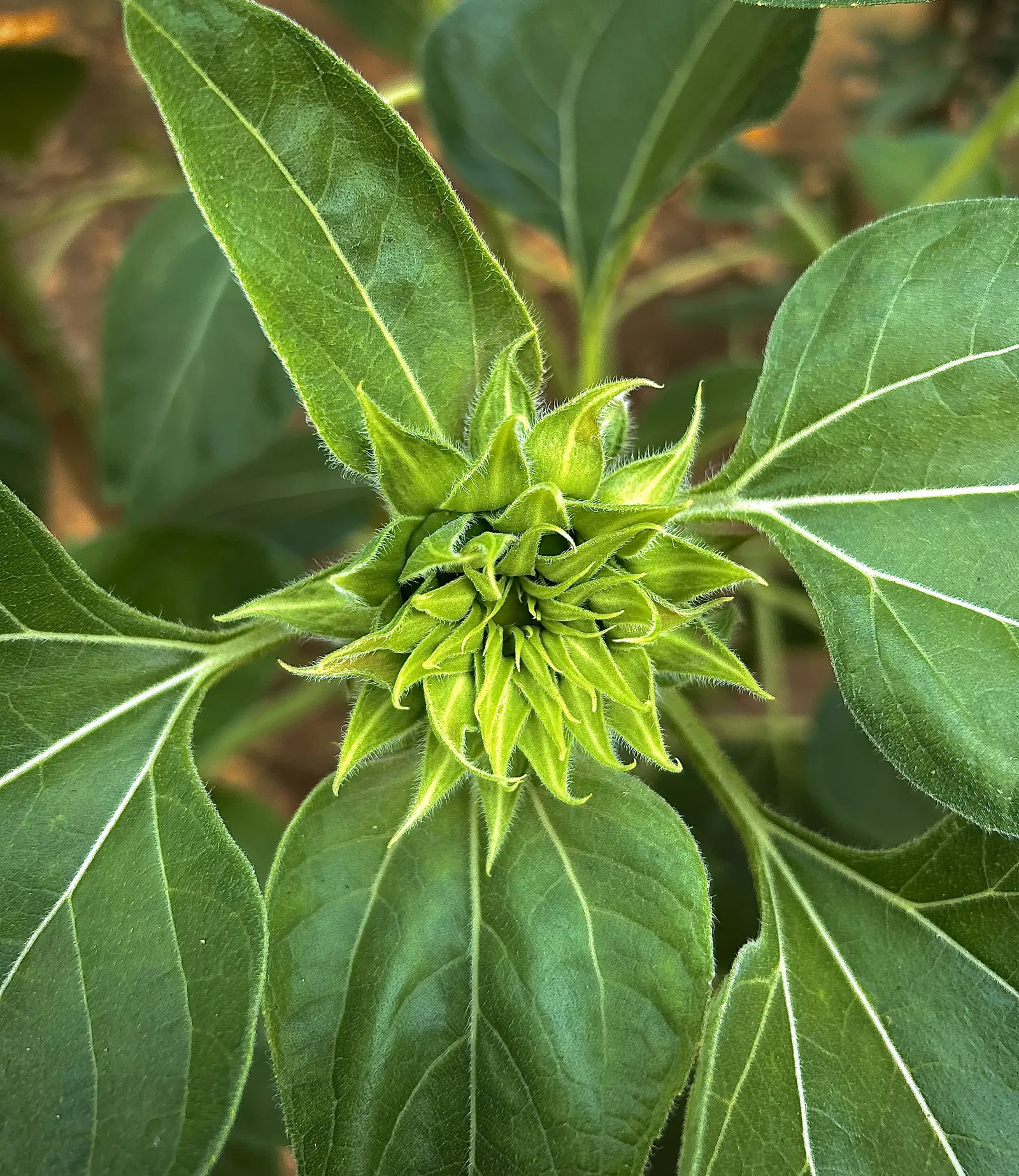 Common Sunflower (Helianthus Annuus) — Its sturdy stems and broad, coarse leaves create an attractive backdrop; aligning these flowers to maximize, image 107