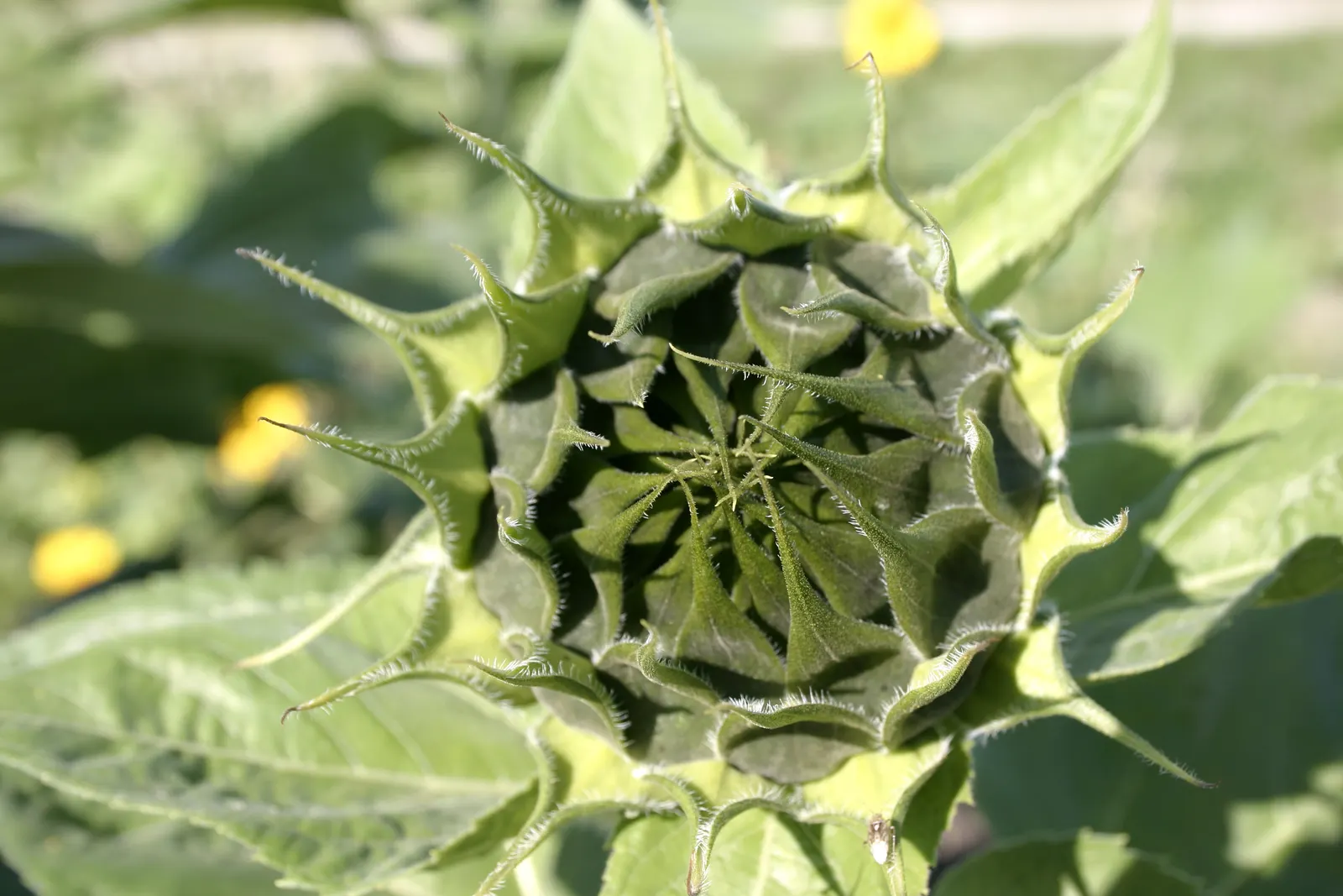 Common Sunflower (Helianthus Annuus) — is an iconic and vibrant perennial that serves as a focal point in any garden