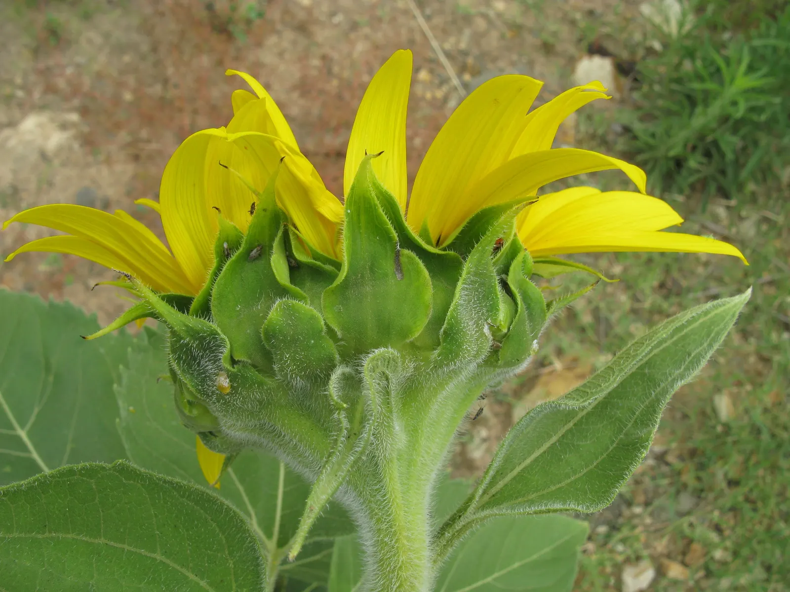 Common Sunflower (Helianthus Annuus) — necessitating ample space for optimal growth and visual impact