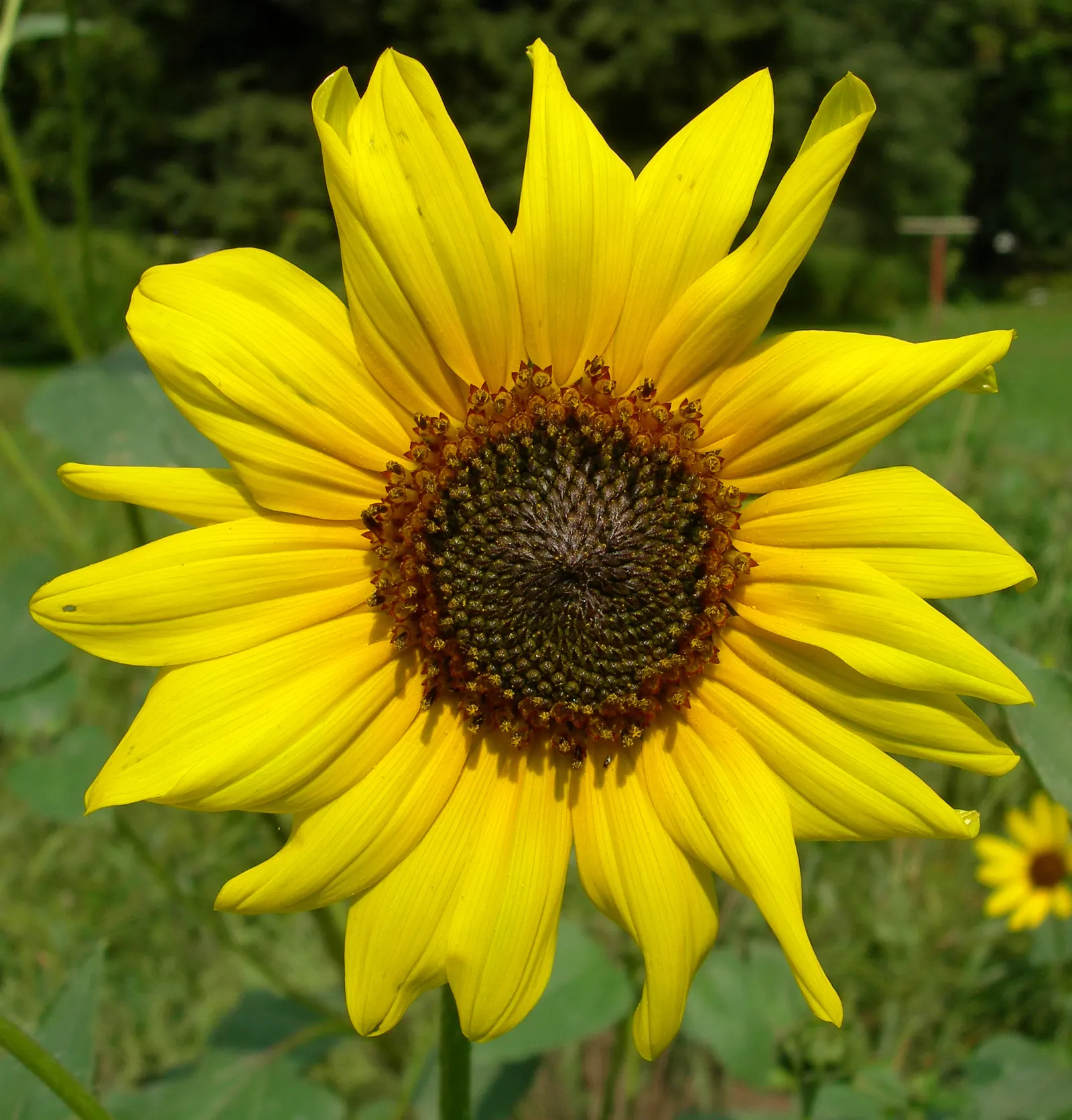 Common Sunflower (Helianthus Annuus) — annual with multi-colored and yellow blooms; which maximizes photosynthesis