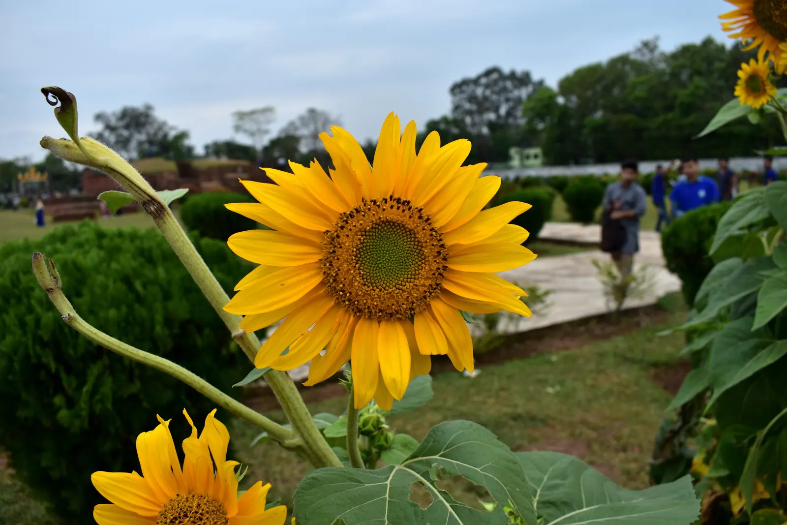 Common Sunflower (Helianthus Annuus) — Space them 18 to 36 inches apart to accommodate their growth and ensure adequate sunlight; scientifically referred to as