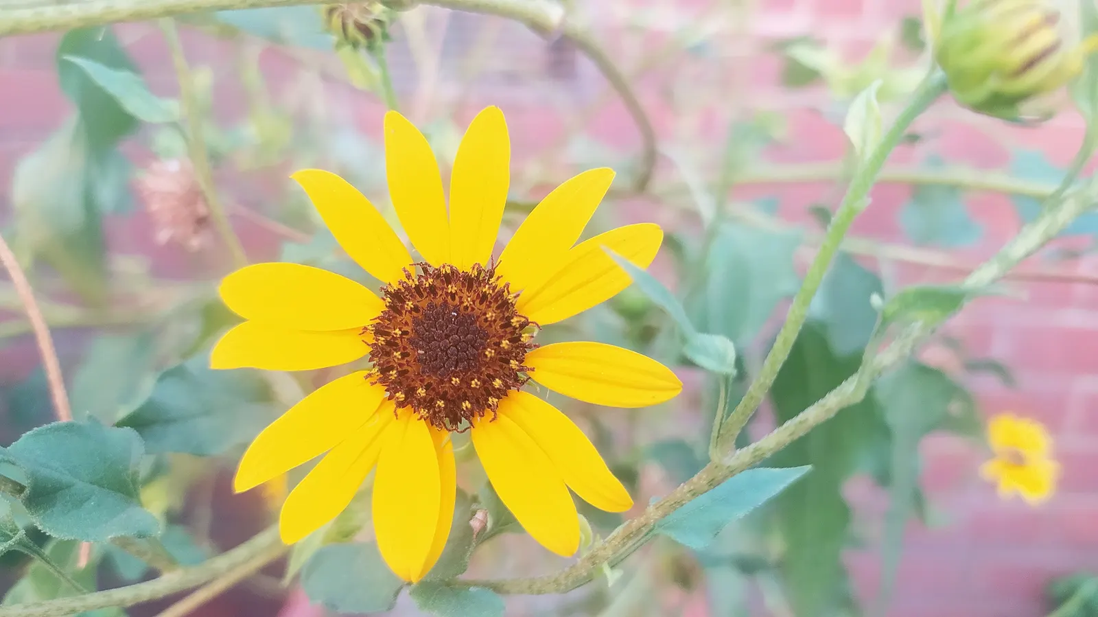 Common Sunflower (Helianthus Annuus) — scientifically referred to as Helianthus annuus; necessitating ample space for optimal growth and visual, image 84