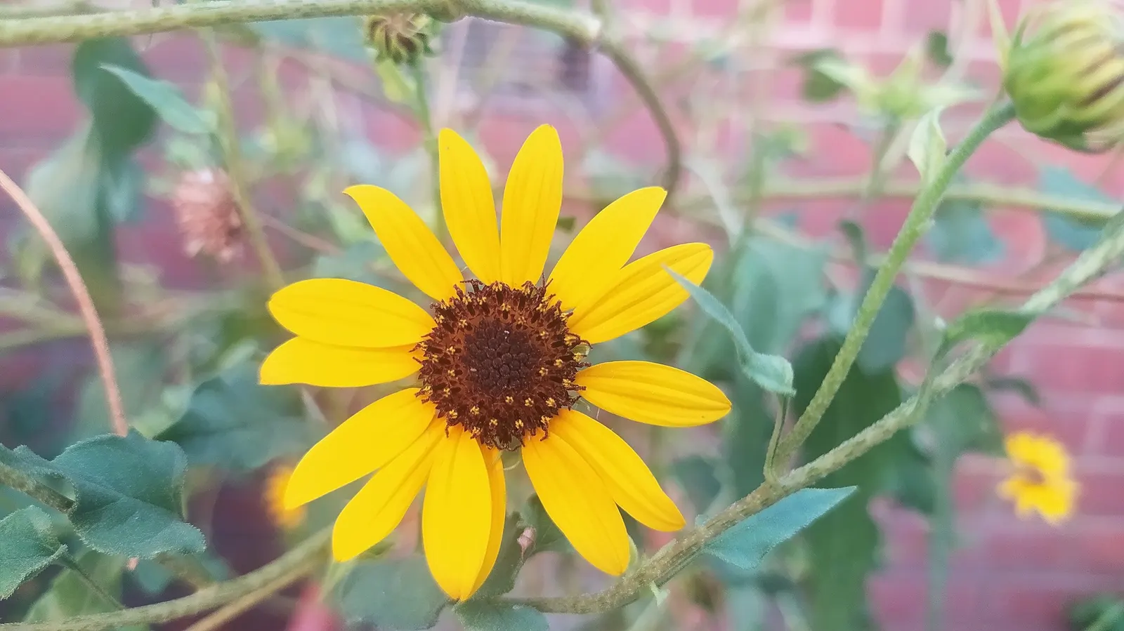 Common Sunflower (Helianthus Annuus) — note that mature plants can reach a towering height of 6 to 10 feet with a spread of 1.5 to 3 feet