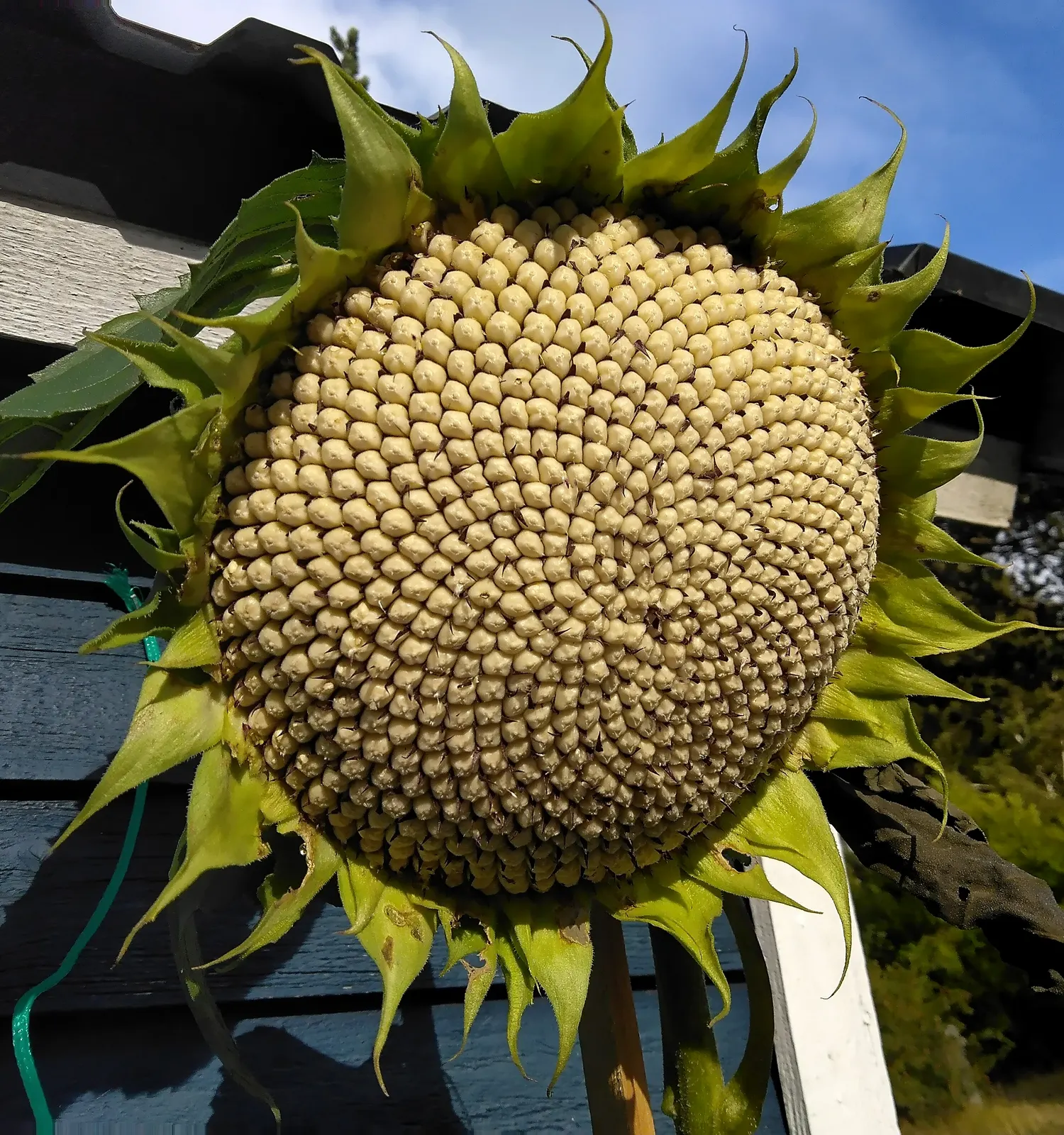 Common Sunflower (Helianthus Annuus) — provided they are well-drained; where young flower buds track the sun from east to west, image 88