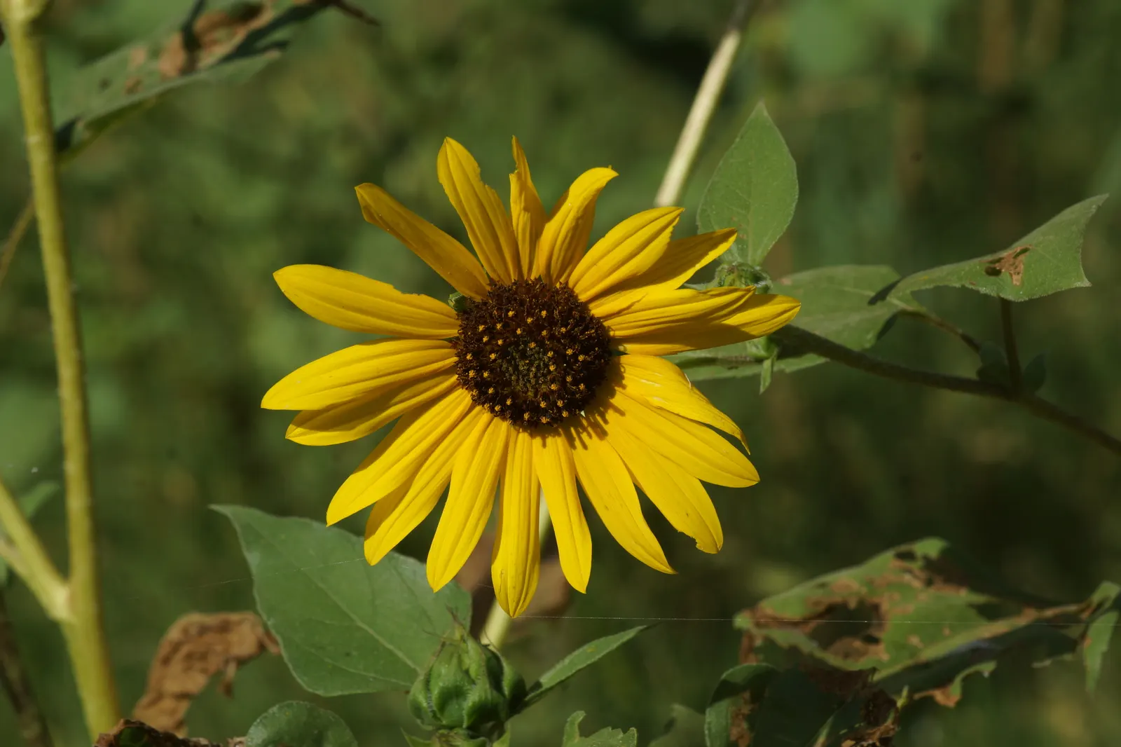 Common Sunflower (Helianthus Annuus) — which can measure approximately 3 inches in diameter; for the landscape architect, image 66