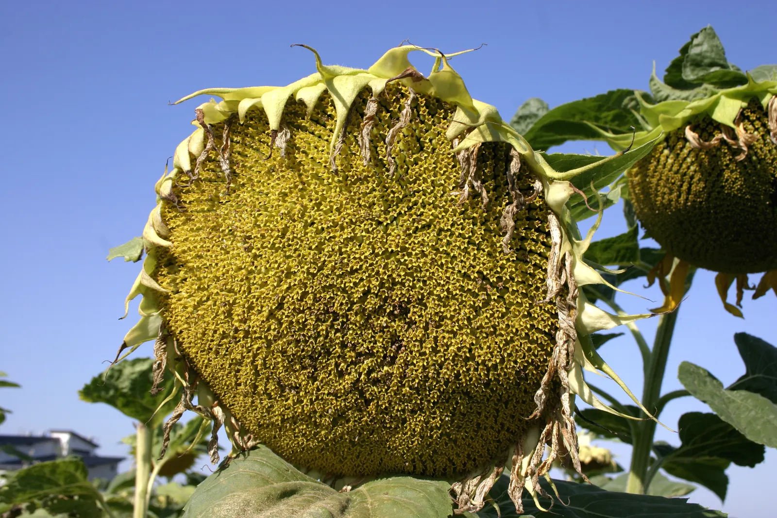 Common Sunflower (Helianthus Annuus) — necessitating ample space for optimal growth and visual impact; provided they are well-drained