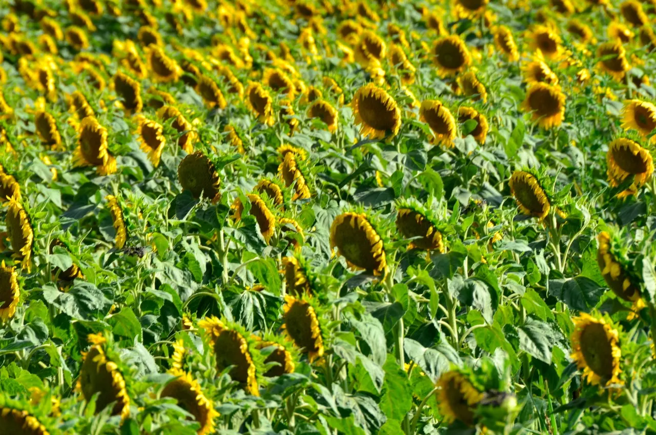 Common Sunflower (Helianthus Annuus) — which maximizes photosynthesis; space them 18 to 36 inches apart to accommodate their growth and ensure adequate sunlight