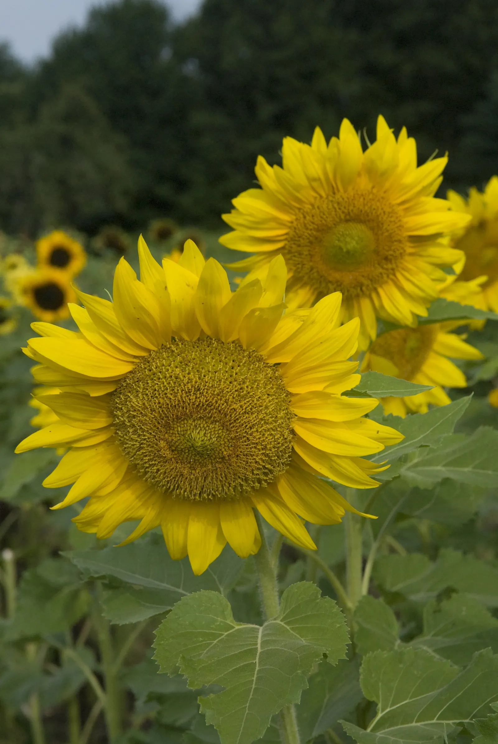 Common Sunflower (Helianthus Annuus) — aligning these flowers to maximize their solar interaction creates a dynamic; ever-changing element within the garden