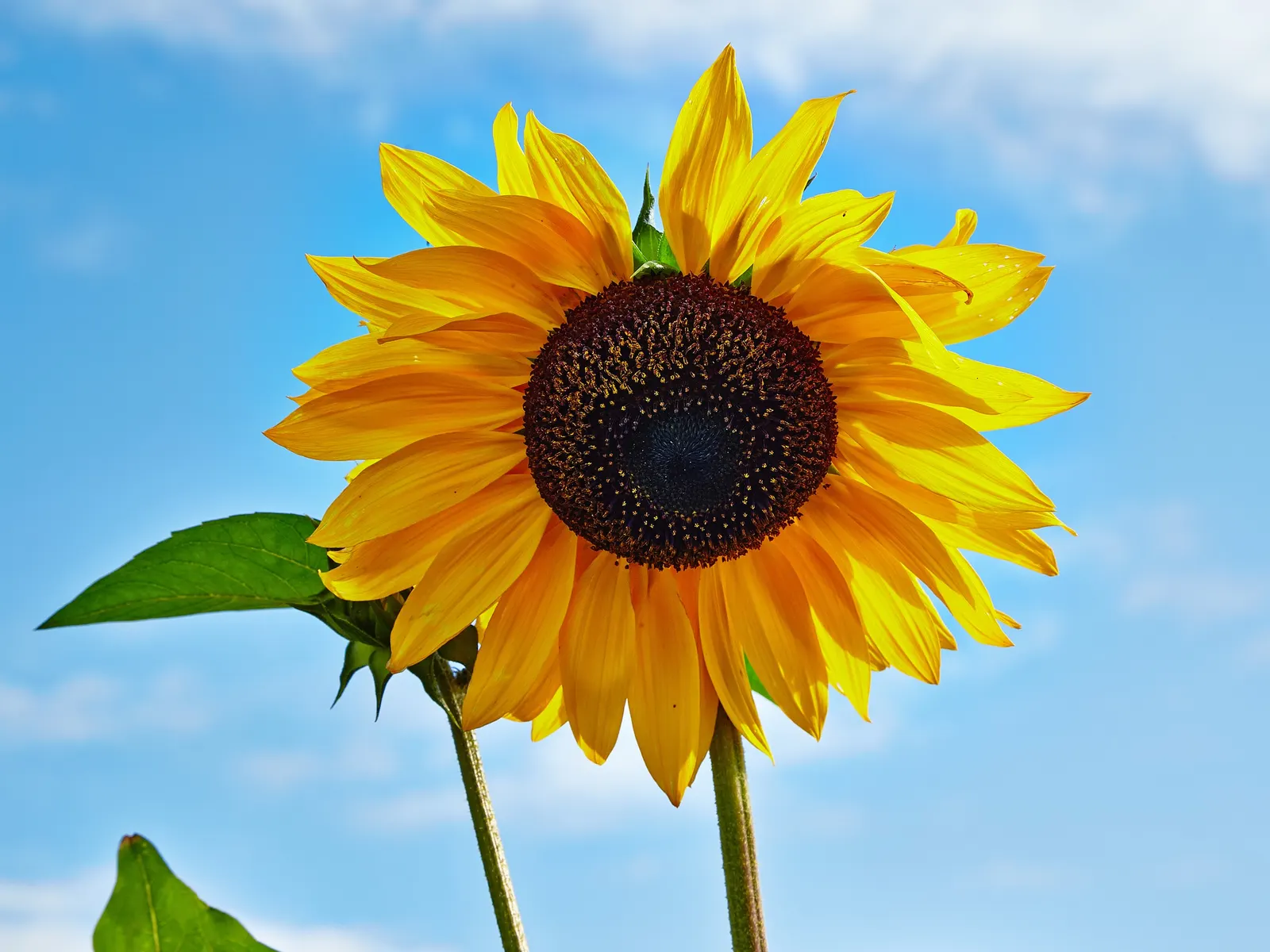 Common Sunflower (Helianthus Annuus) — annual with multi-colored and yellow blooms; which maximizes photosynthesis, image 103