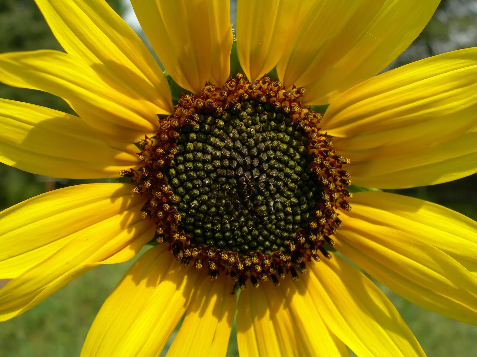 Common Sunflower (Helianthus Annuus) — annual with multi-colored and yellow blooms; which maximizes photosynthesis, image 129