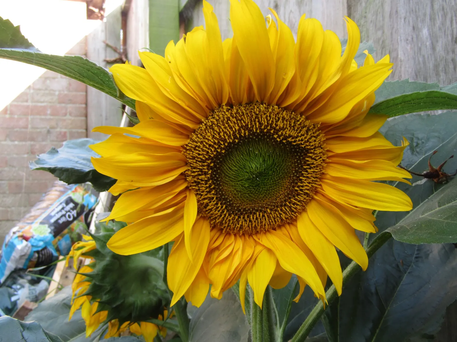 Common Sunflower (Helianthus Annuus) — provided they are well-drained; where young flower buds track the sun from east to west