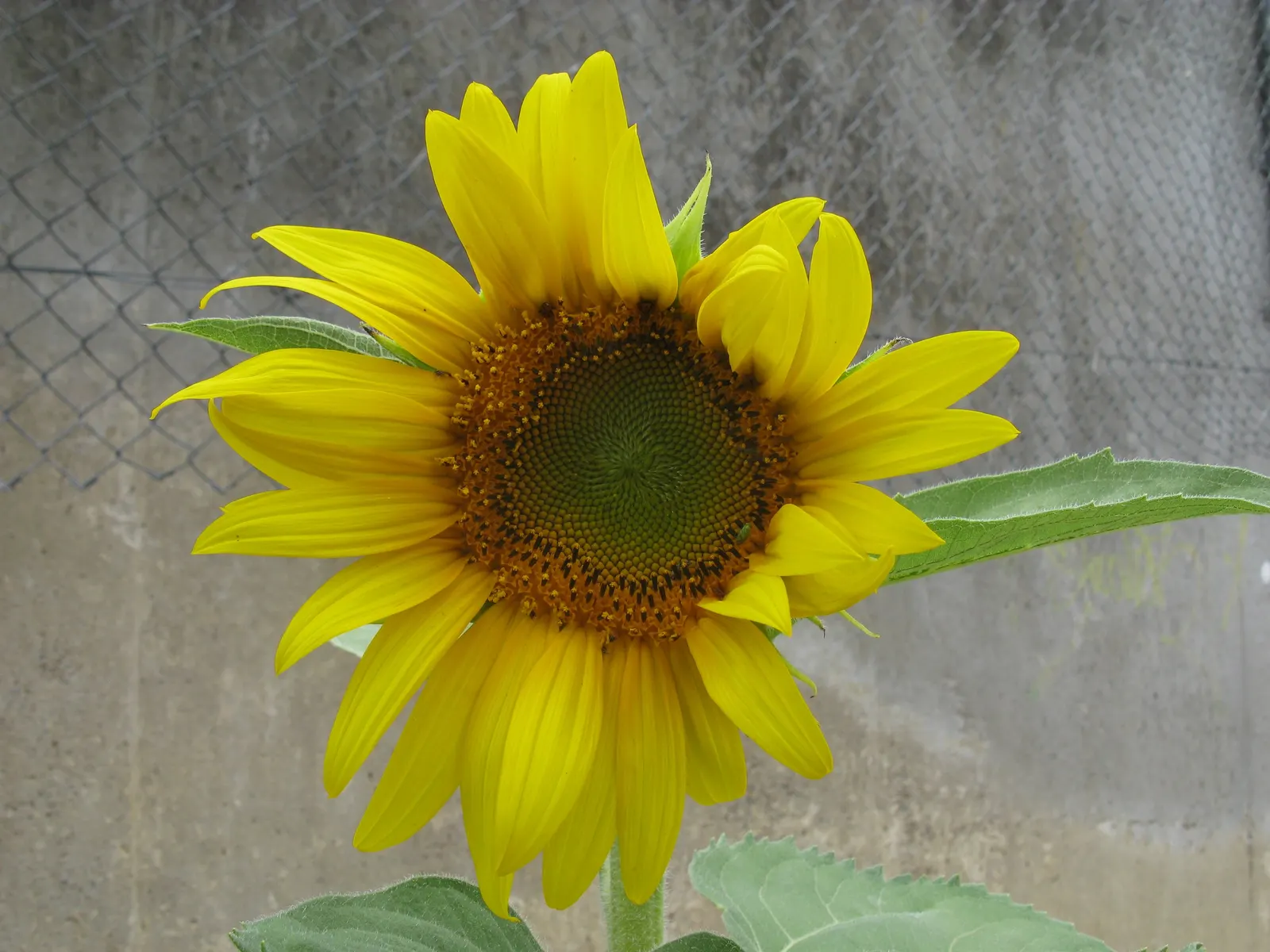 Common Sunflower (Helianthus Annuus) — annual for full