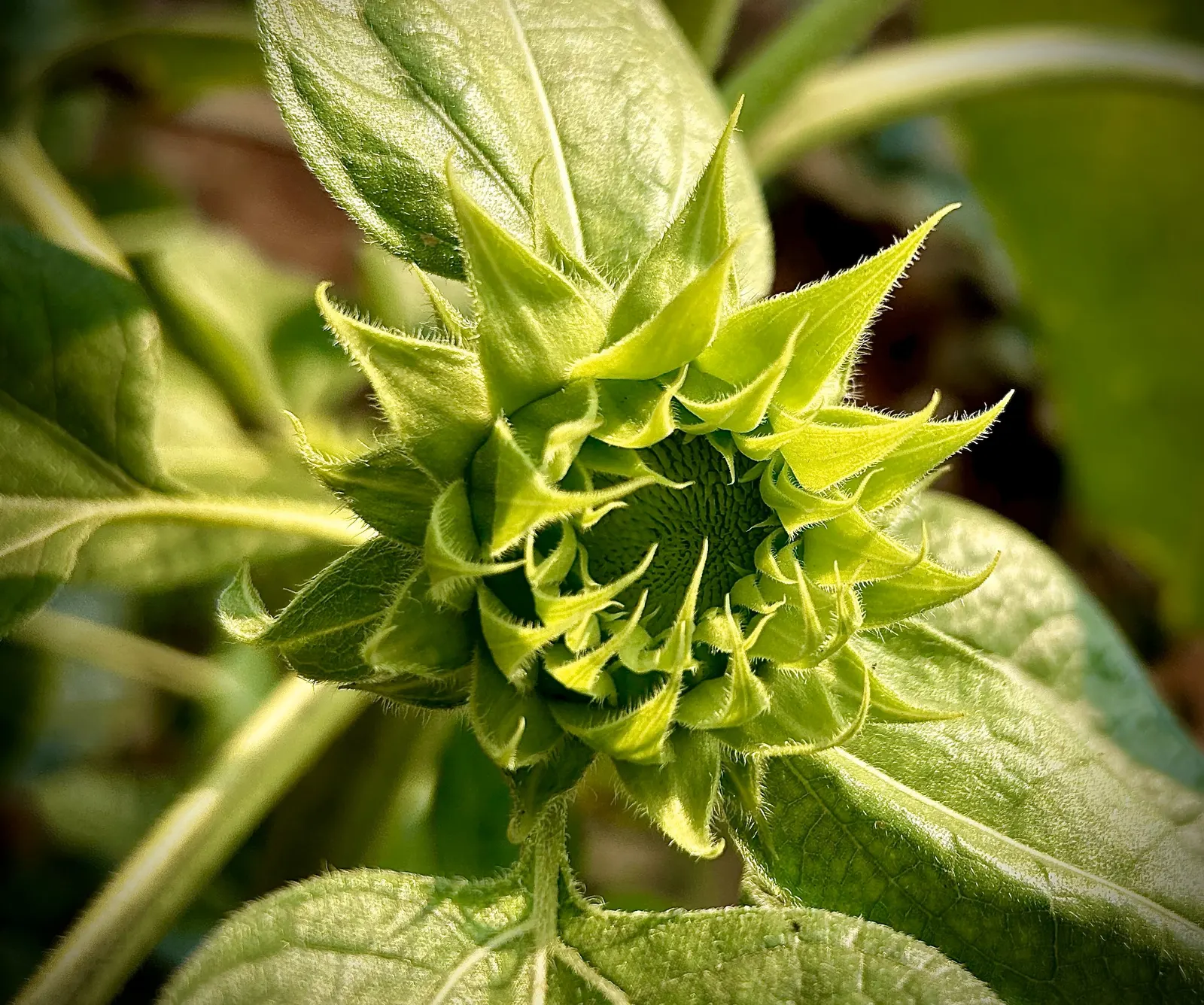 Common Sunflower (Helianthus Annuus) — multi-colored and yellow flowers in the garden; able to thrive in a range of soil types, image 128