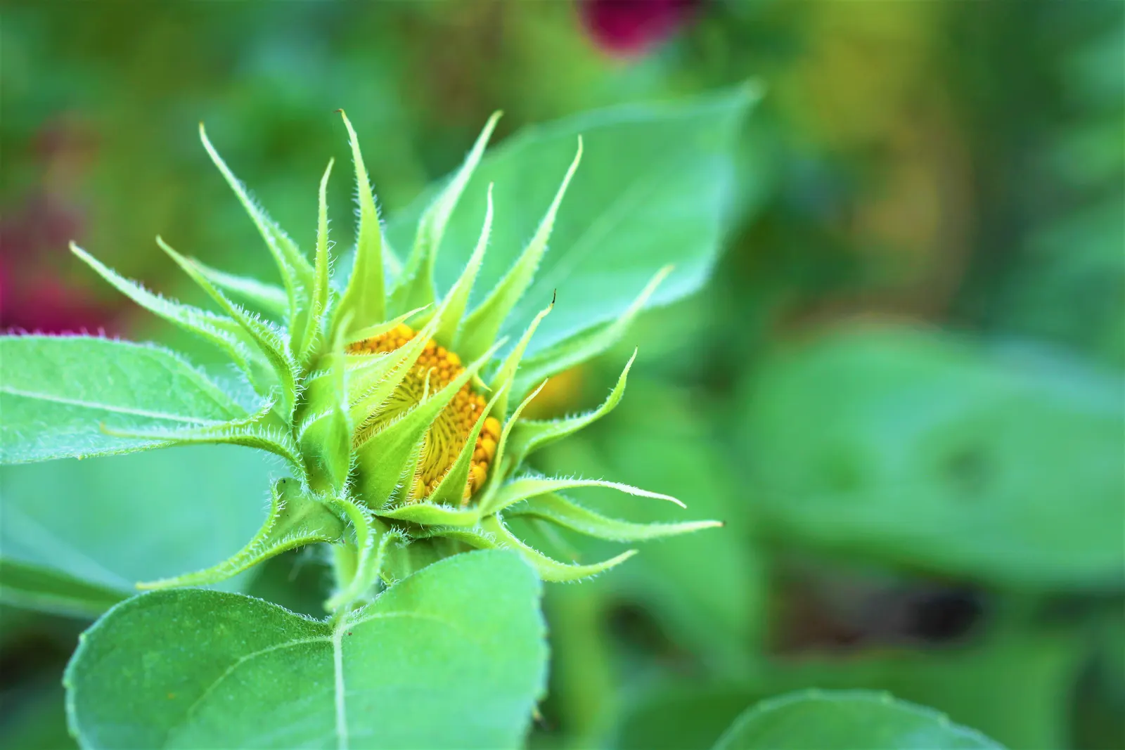 Common Sunflower (Helianthus Annuus) — where young flower buds track the sun from east to west; multi-colored and yellow flowers in the garden, image 67