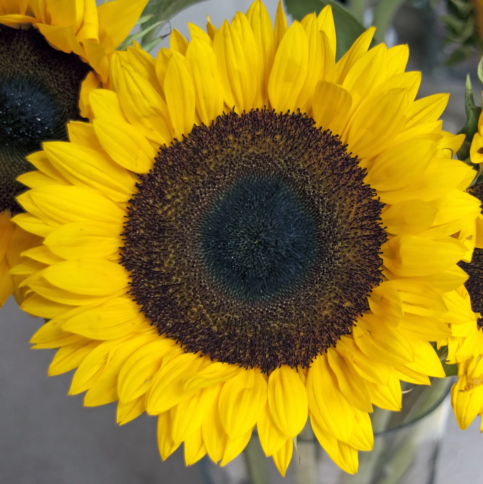 Common Sunflower (Helianthus Annuus) — annual for full; making them an excellent choice for an easy, image 78
