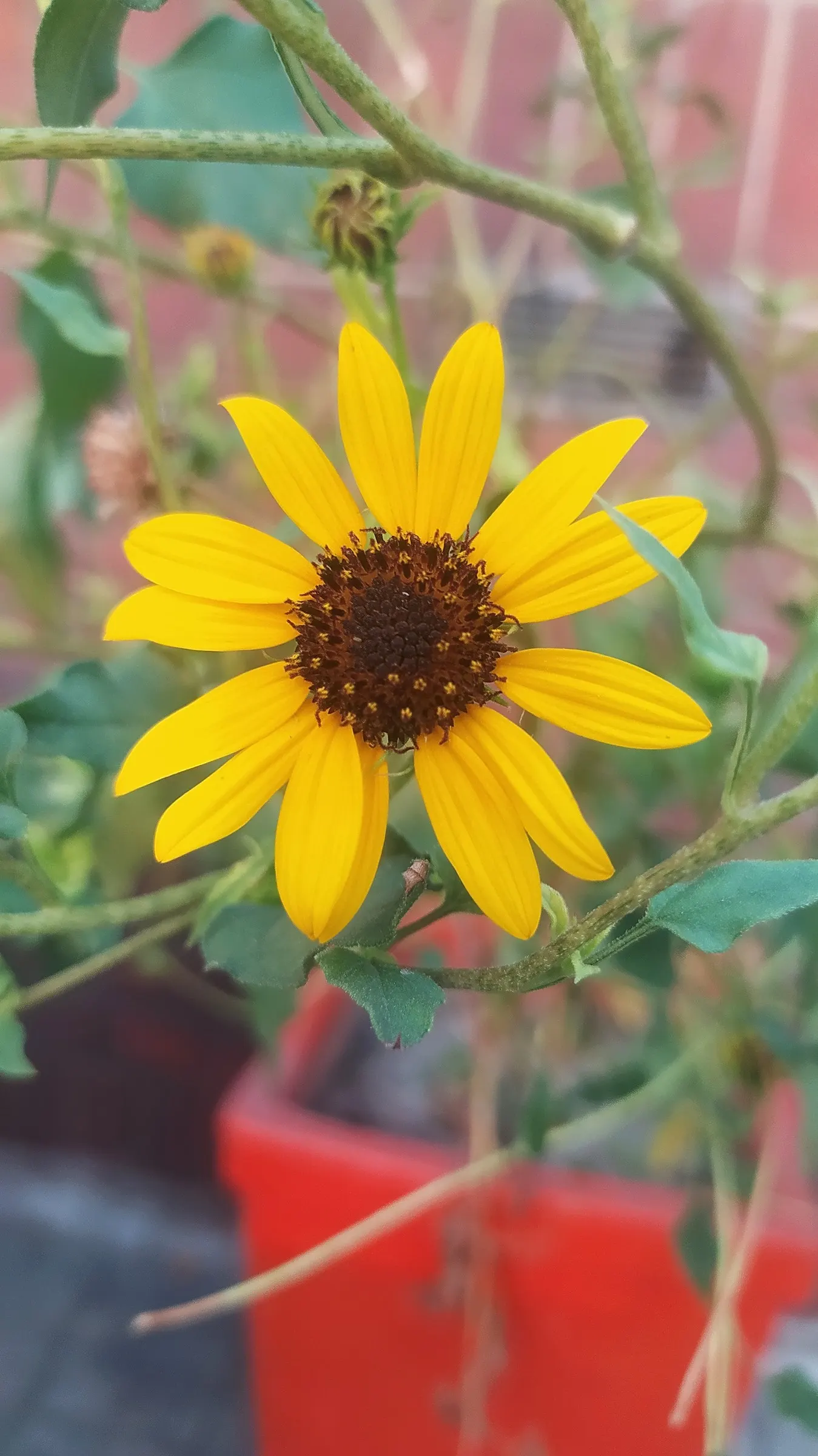 Common Sunflower (Helianthus Annuus) — Space them 18 to 36 inches apart to accommodate their growth and ensure adequate sunlight; scientifically, image 109