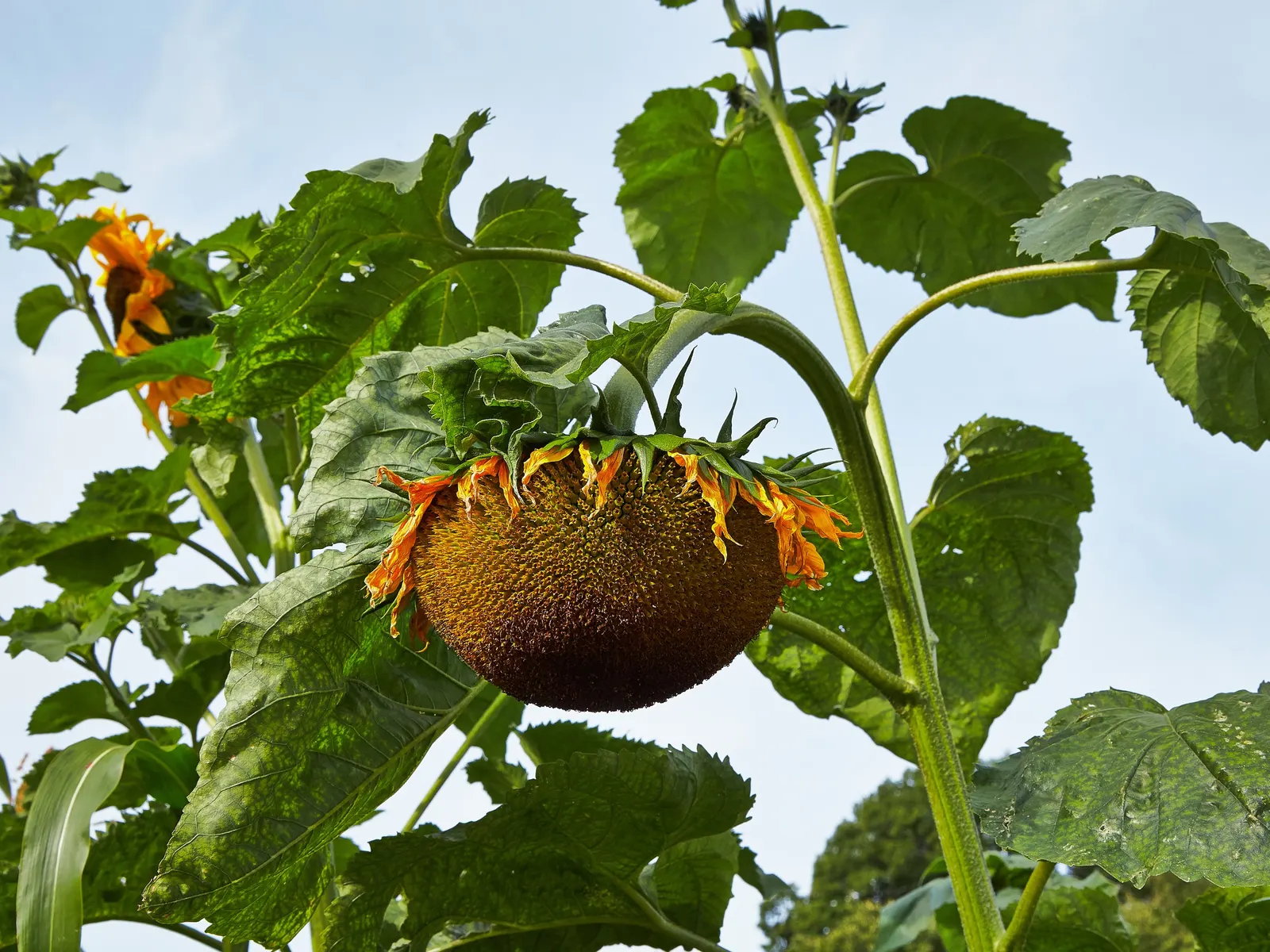 Common Sunflower (Helianthus Annuus) — the sunflower is not only aesthetically pleasing but also highly adaptable; vibrant yellow blooms reaching, image 112
