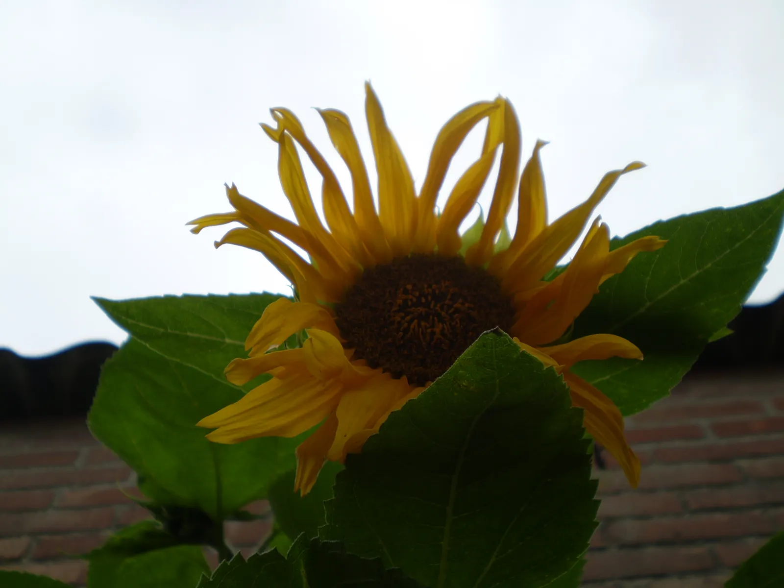 Common Sunflower (Helianthus Annuus) — aligning these flowers to maximize their solar interaction creates a dynamic