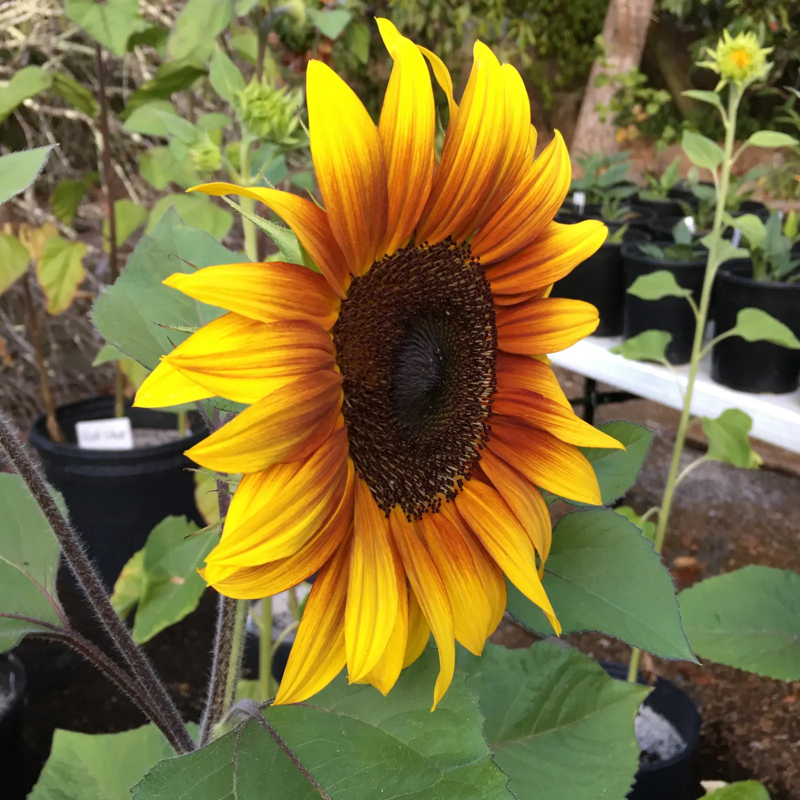 Common Sunflower (Helianthus Annuus) — scientifically referred to as Helianthus annuus; necessitating ample space for optimal growth and visual, image 110