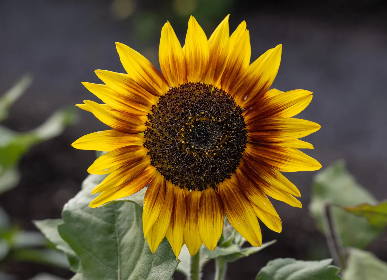 Common Sunflower (Helianthus Annuus) — is an iconic and vibrant perennial that serves as a focal point in any garden; the Common Sunflower is a, image 59