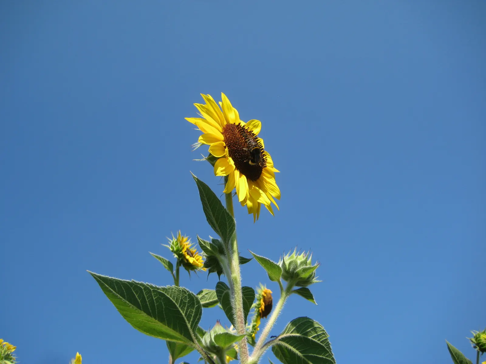 Common Sunflower (Helianthus Annuus) — This annual towers at 6 to 10 feet tall, preferring full sun locations; when considering inclusion in, image 80