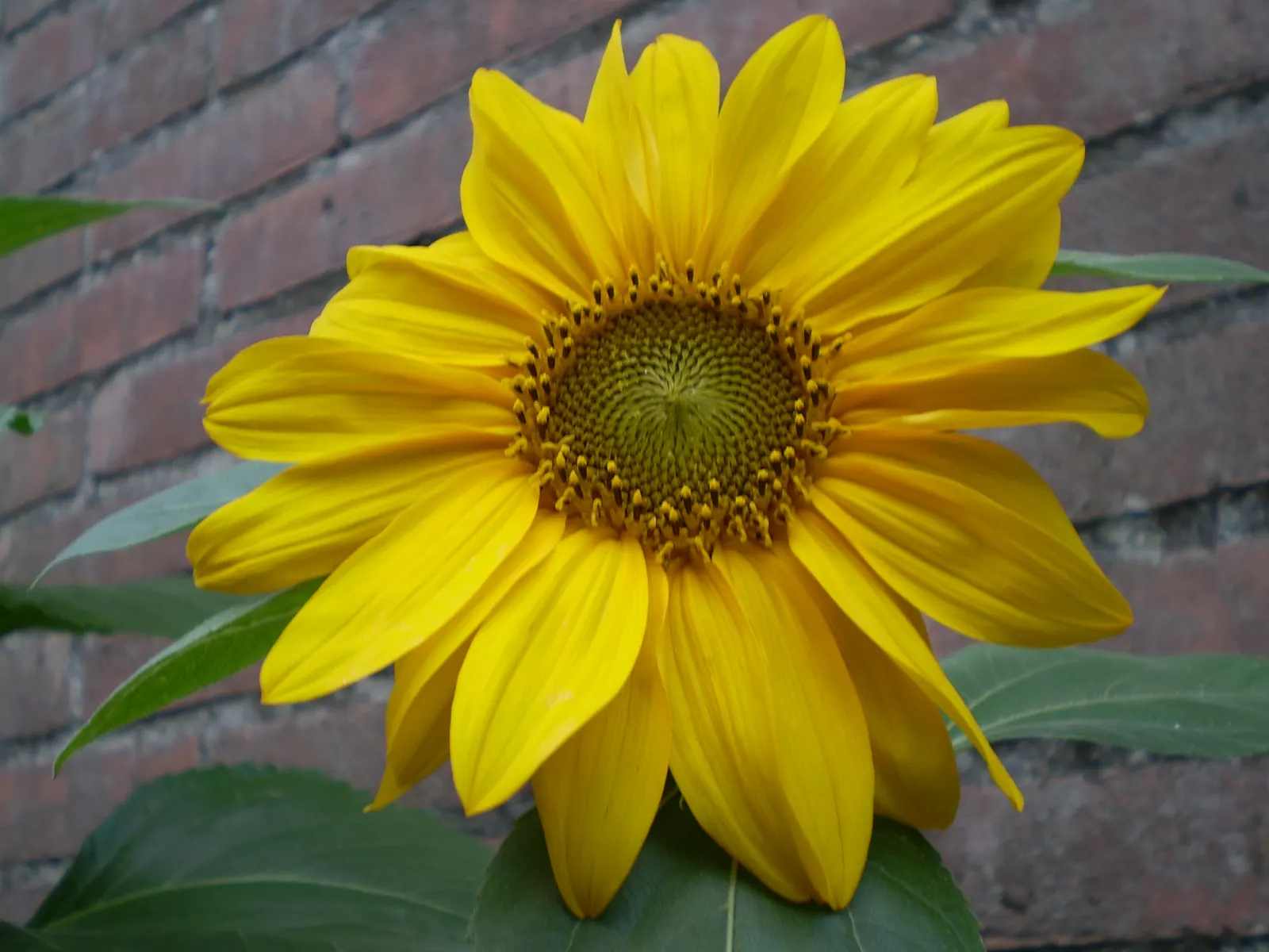 Common Sunflower (Helianthus Annuus) — provided they are well-drained