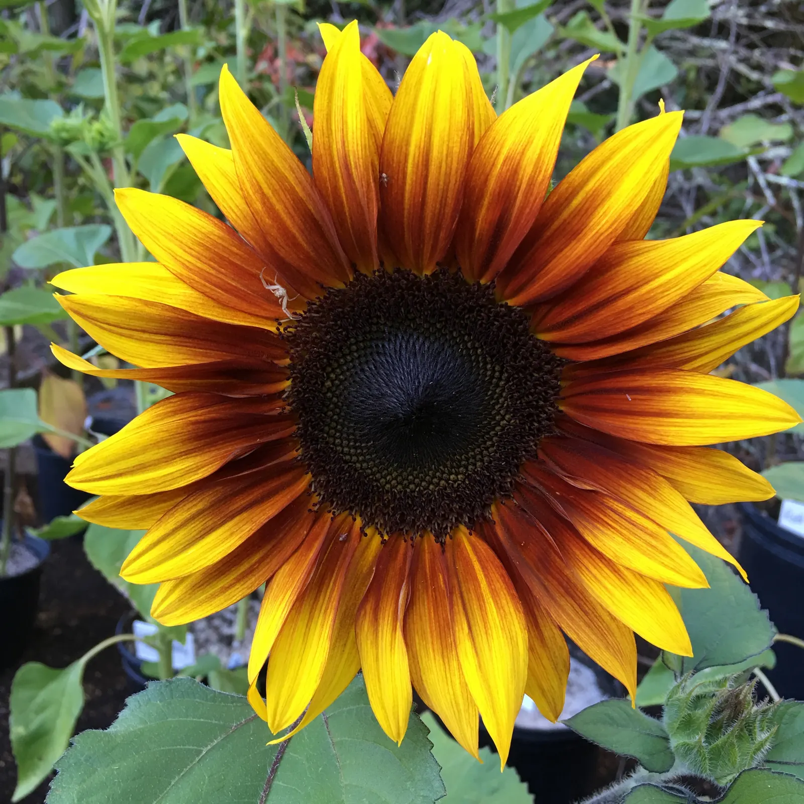 Common Sunflower (Helianthus Annuus) — ever-changing element within the garden space.<br><br>Further; annual for full, image 71