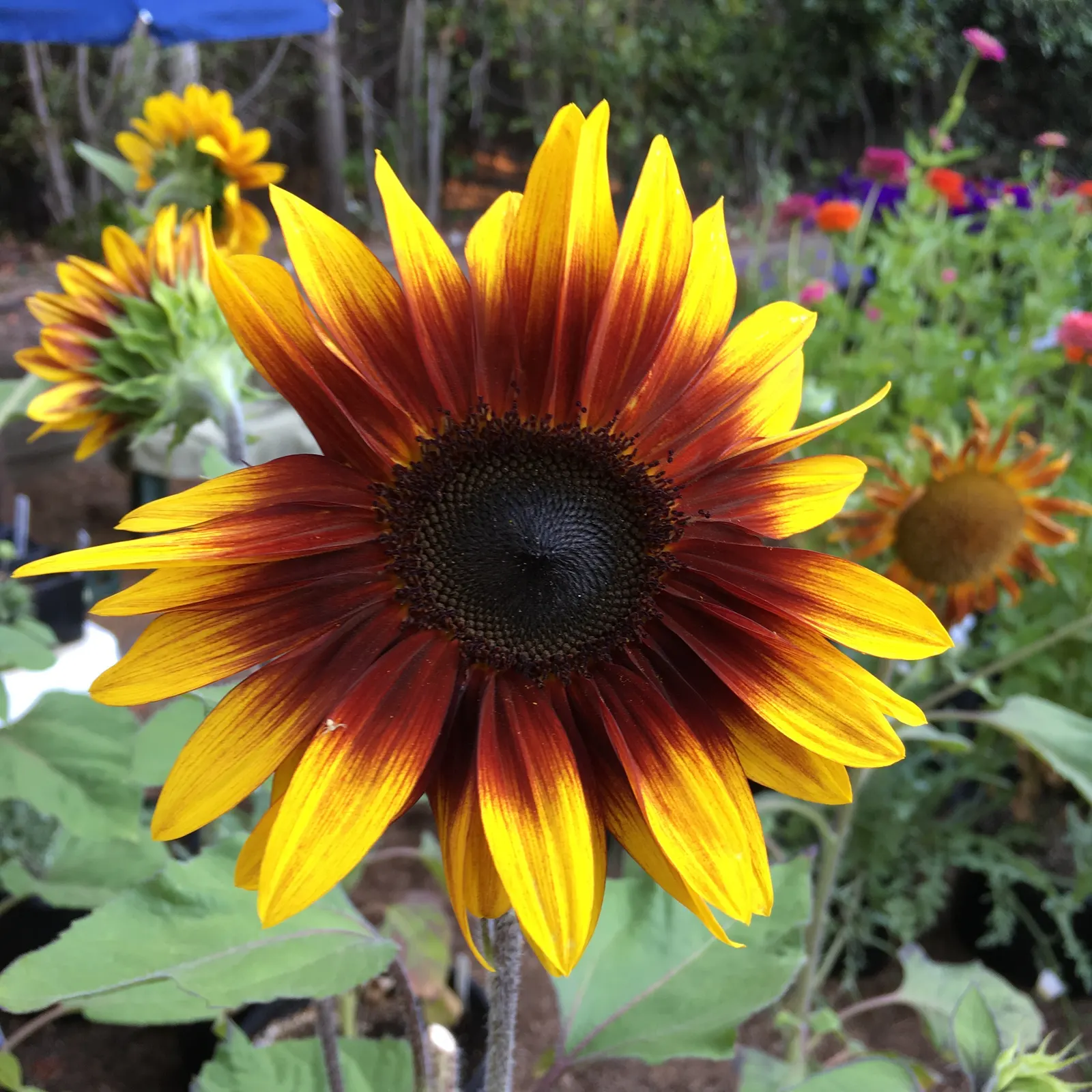 Common Sunflower (Helianthus Annuus) — with moderate watering needs; while birds relish the seeds that form in its centers post bloom