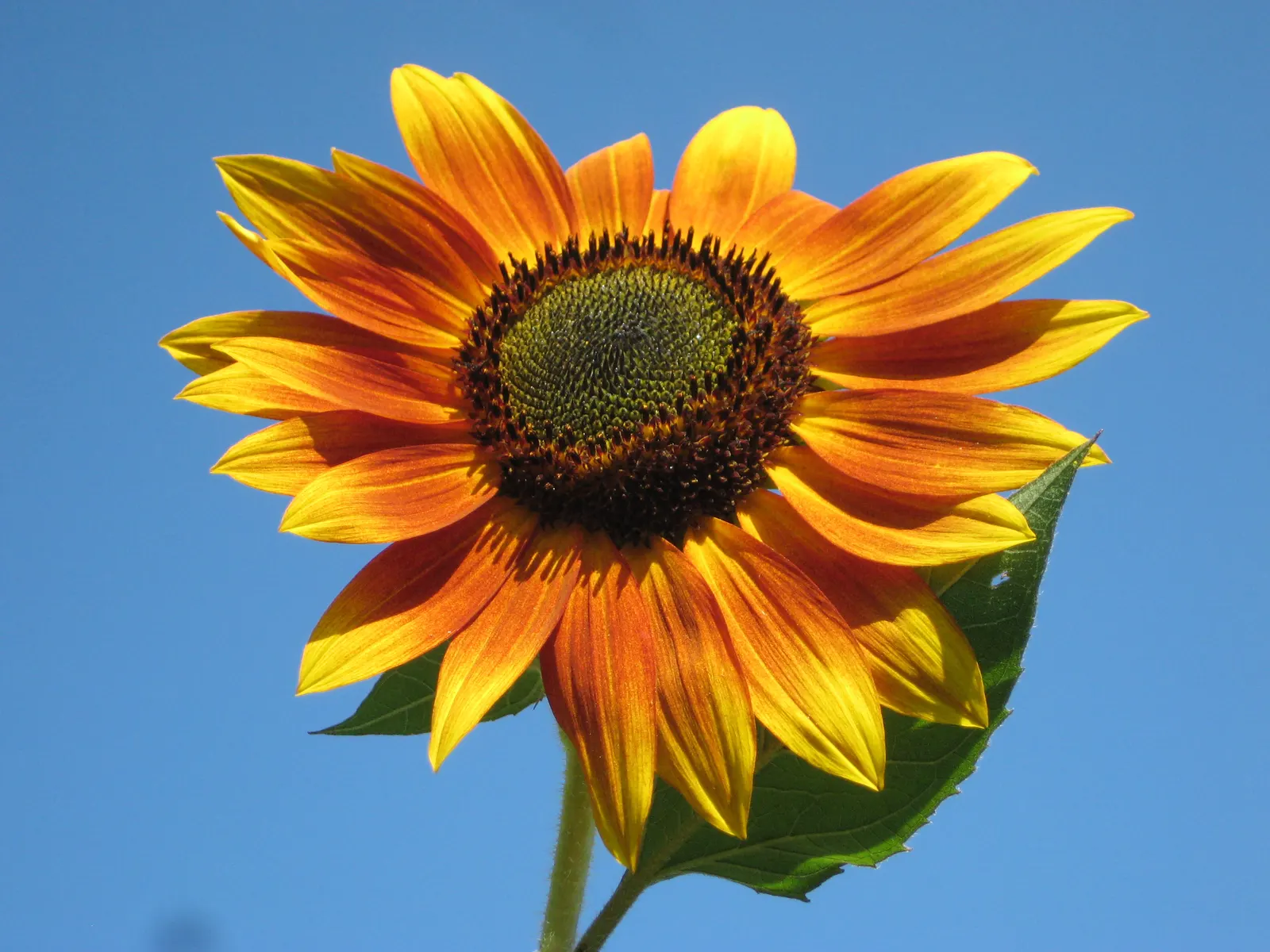 Common Sunflower (Helianthus Annuus) — able to thrive in a range of soil types; the sunflower is not only aesthetically pleasing but also highly, image 87